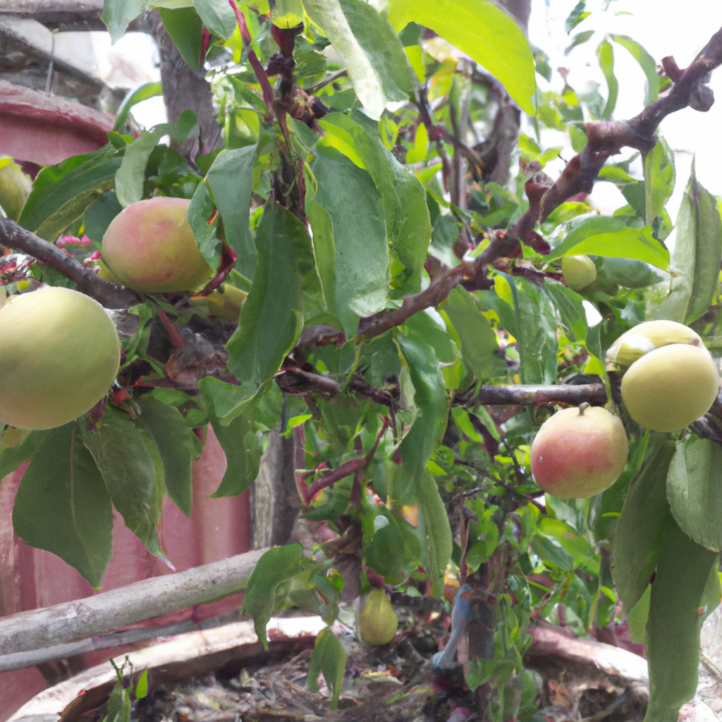 como-cultivar-arboles-frutales-en-macetas
