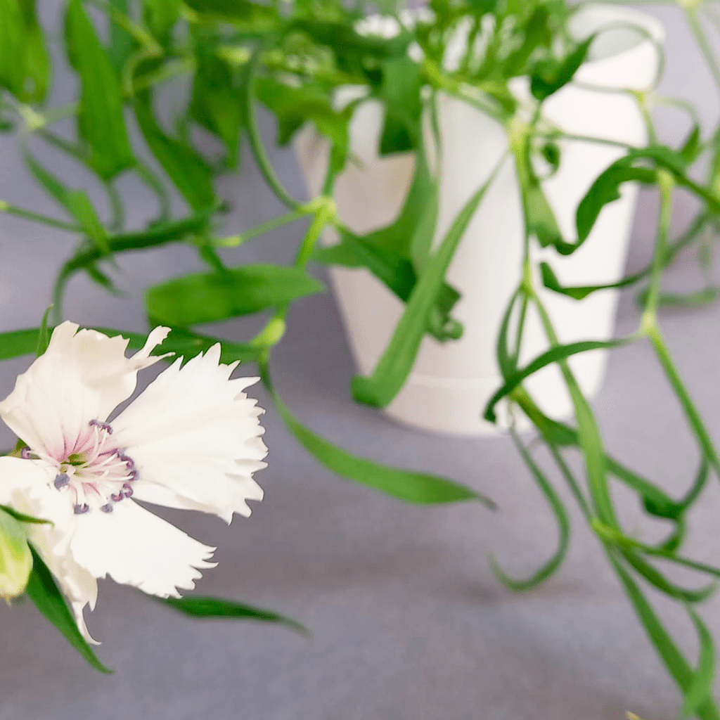 plantas de coleccion flores comestibles clavel chino plantas para regalar