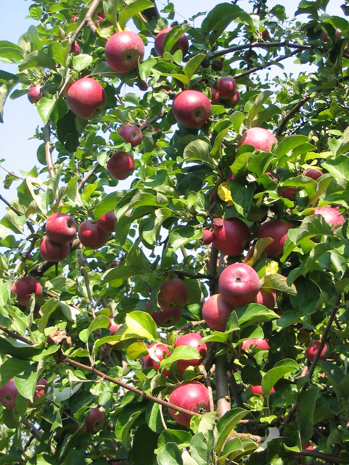 arbol-de-la-manzana-malus-domestica