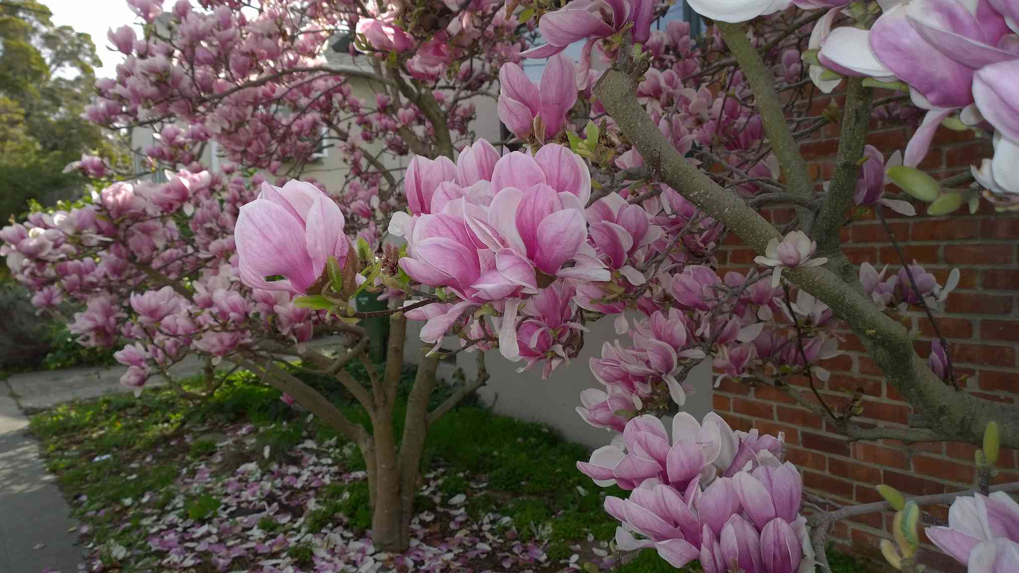 arbol-de-magnolia-japonesa-magnolia-x-soulangeana