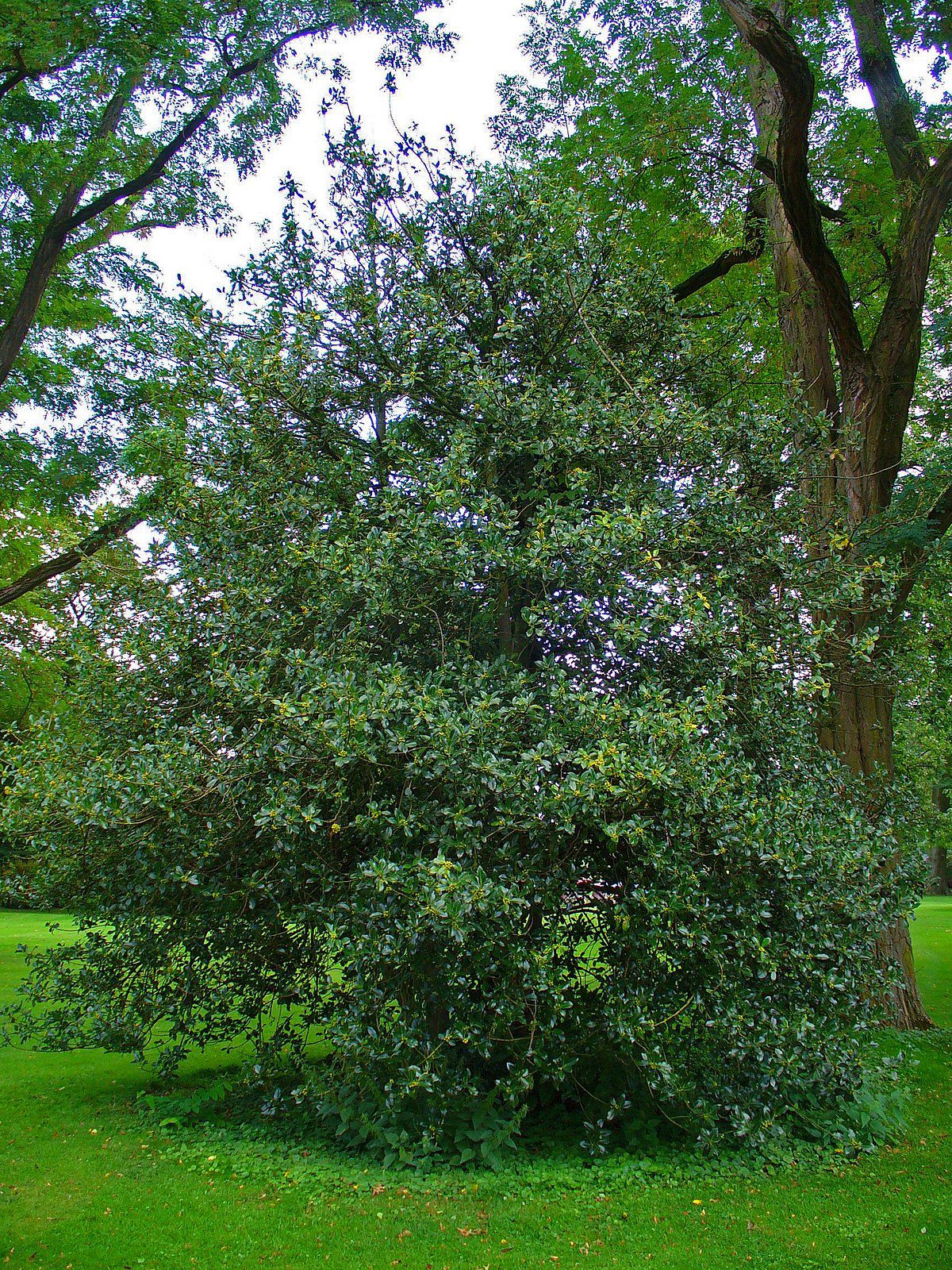 arbol-del-acebo-ilex-aquifolium