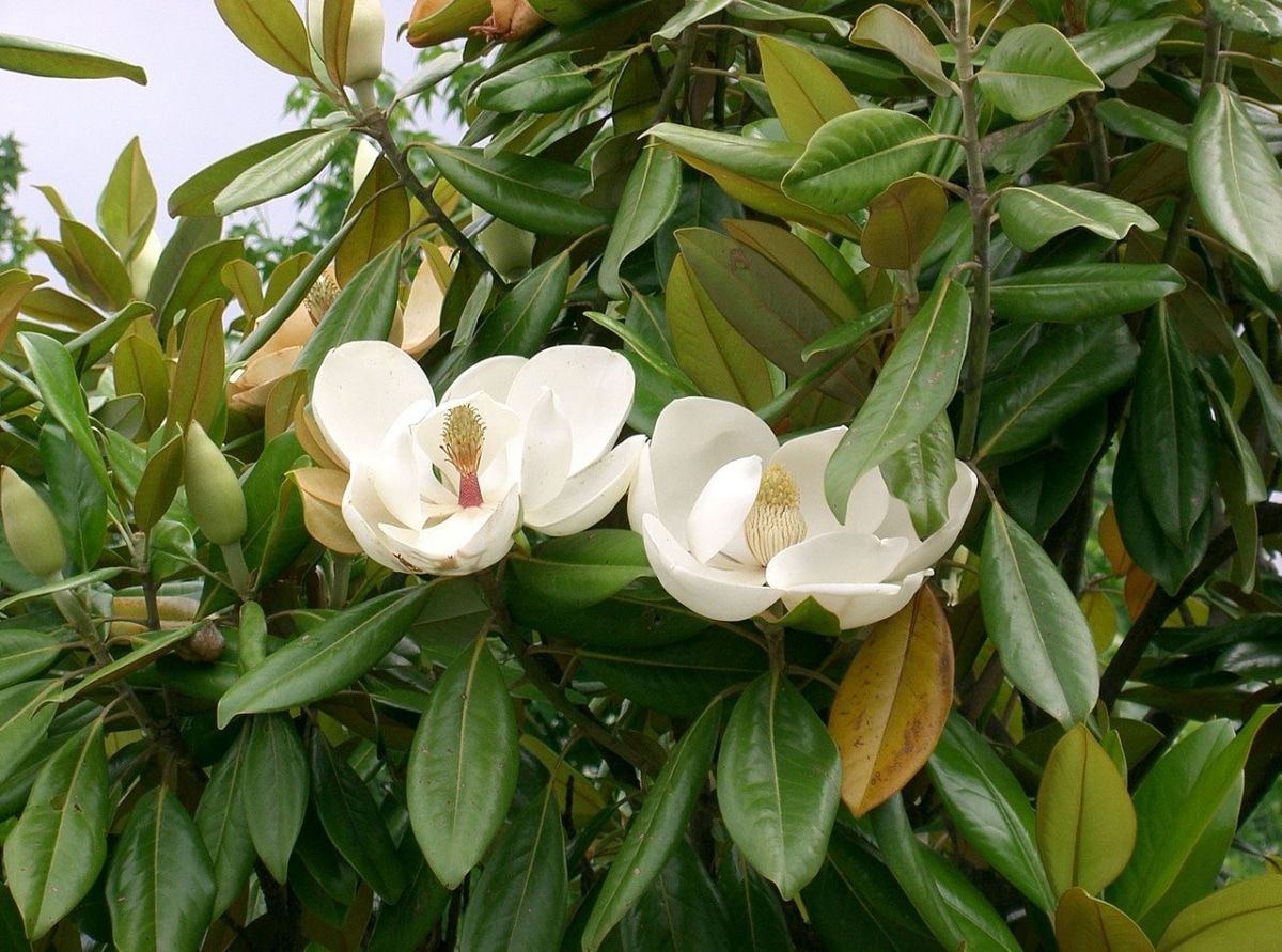arbol-del-arbol-de-la-magnolia-magnolia-grandiflora