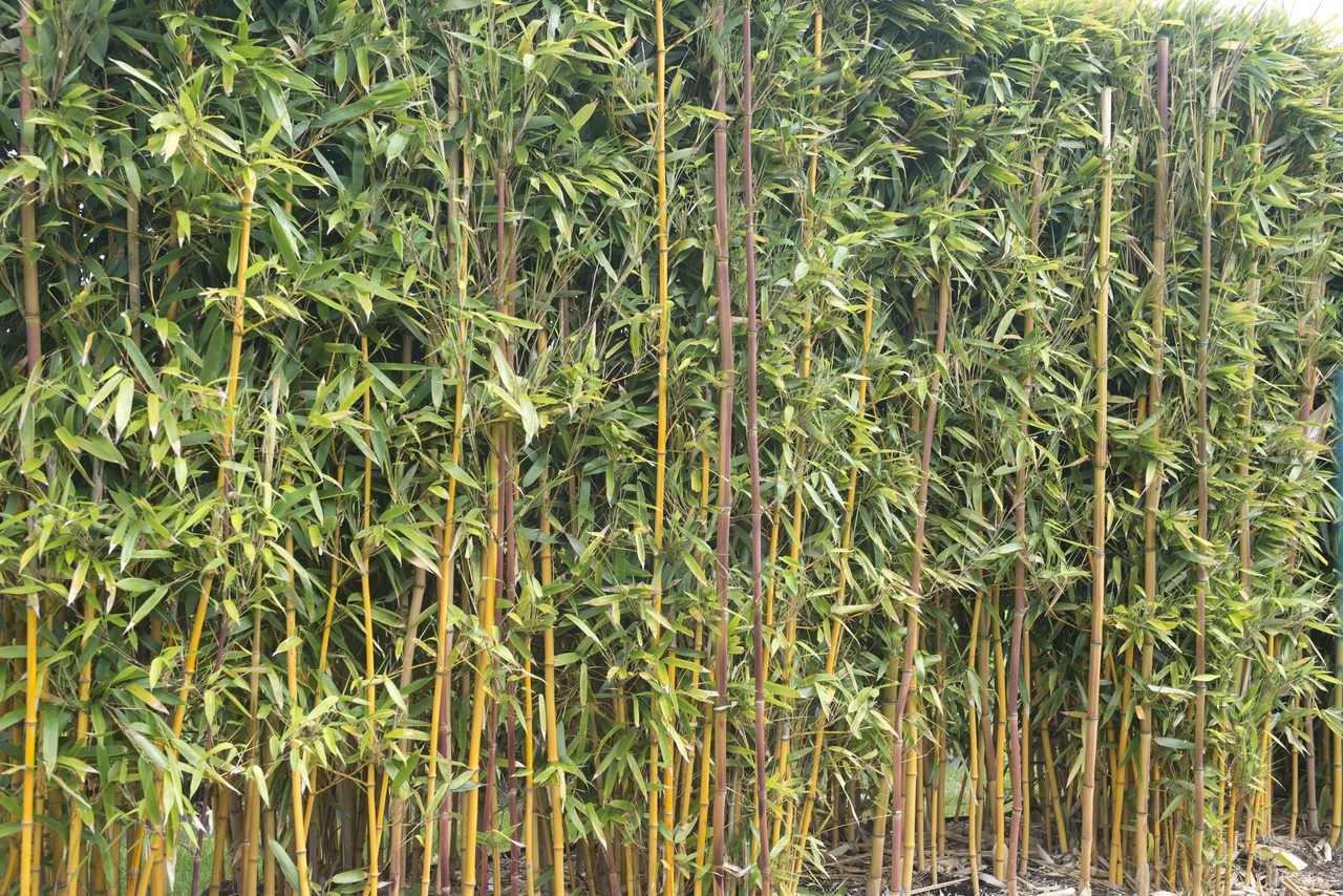 bambu-dorado-phyllostachys-aurea