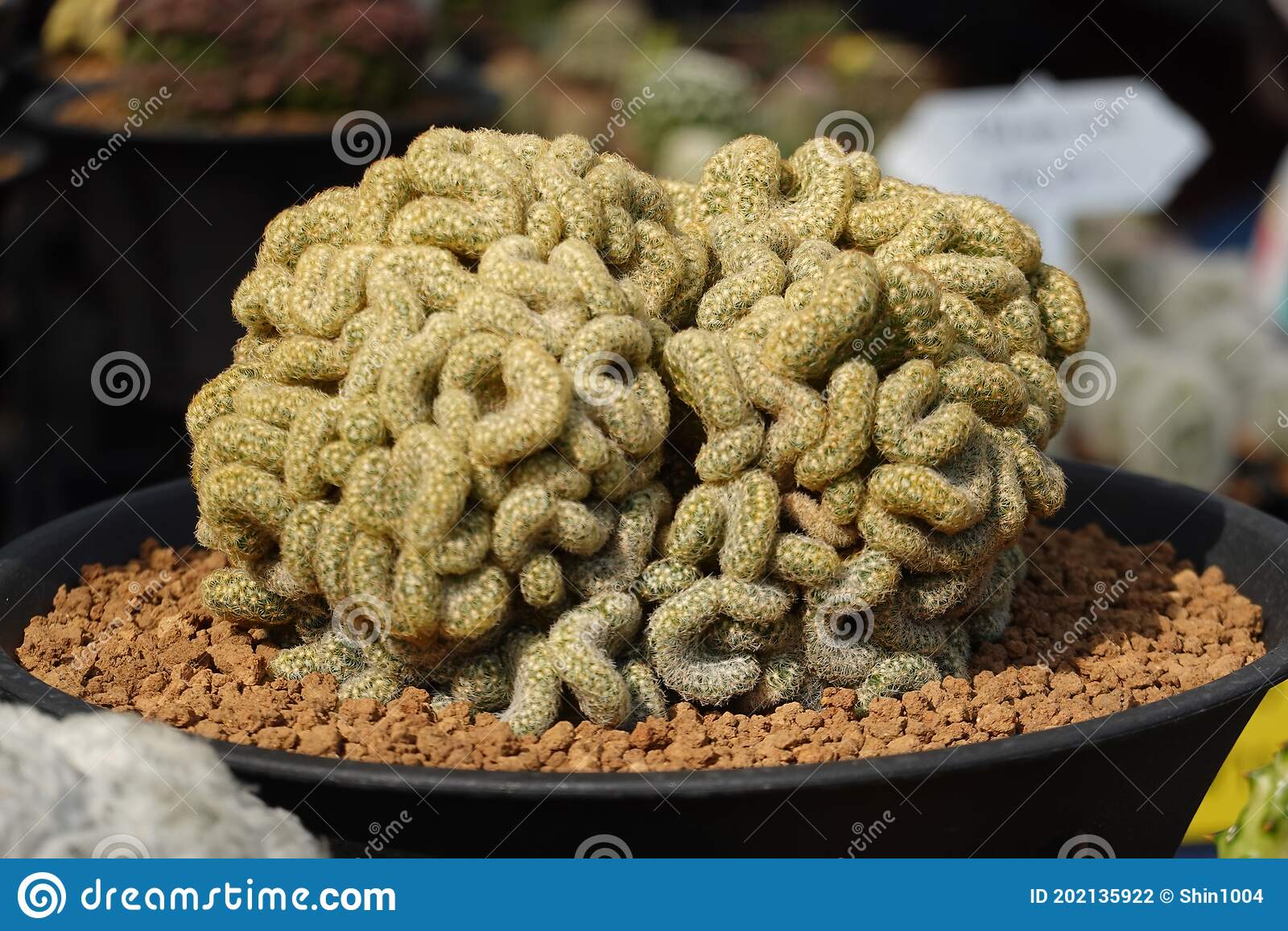 cactus-cerebro-mammillaria-elongata