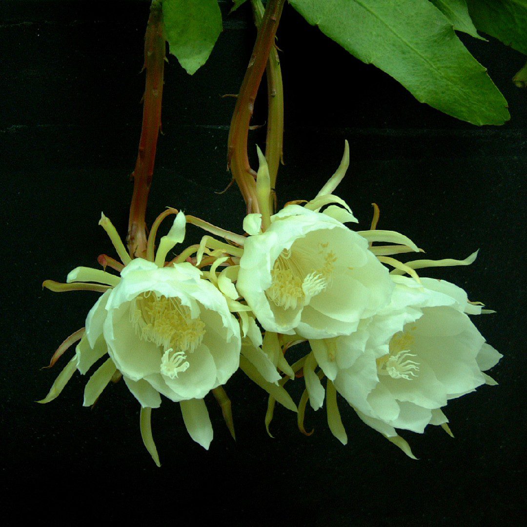cactus-de-la-flor-de-la-noche-epiphyllum-oxypetalum
