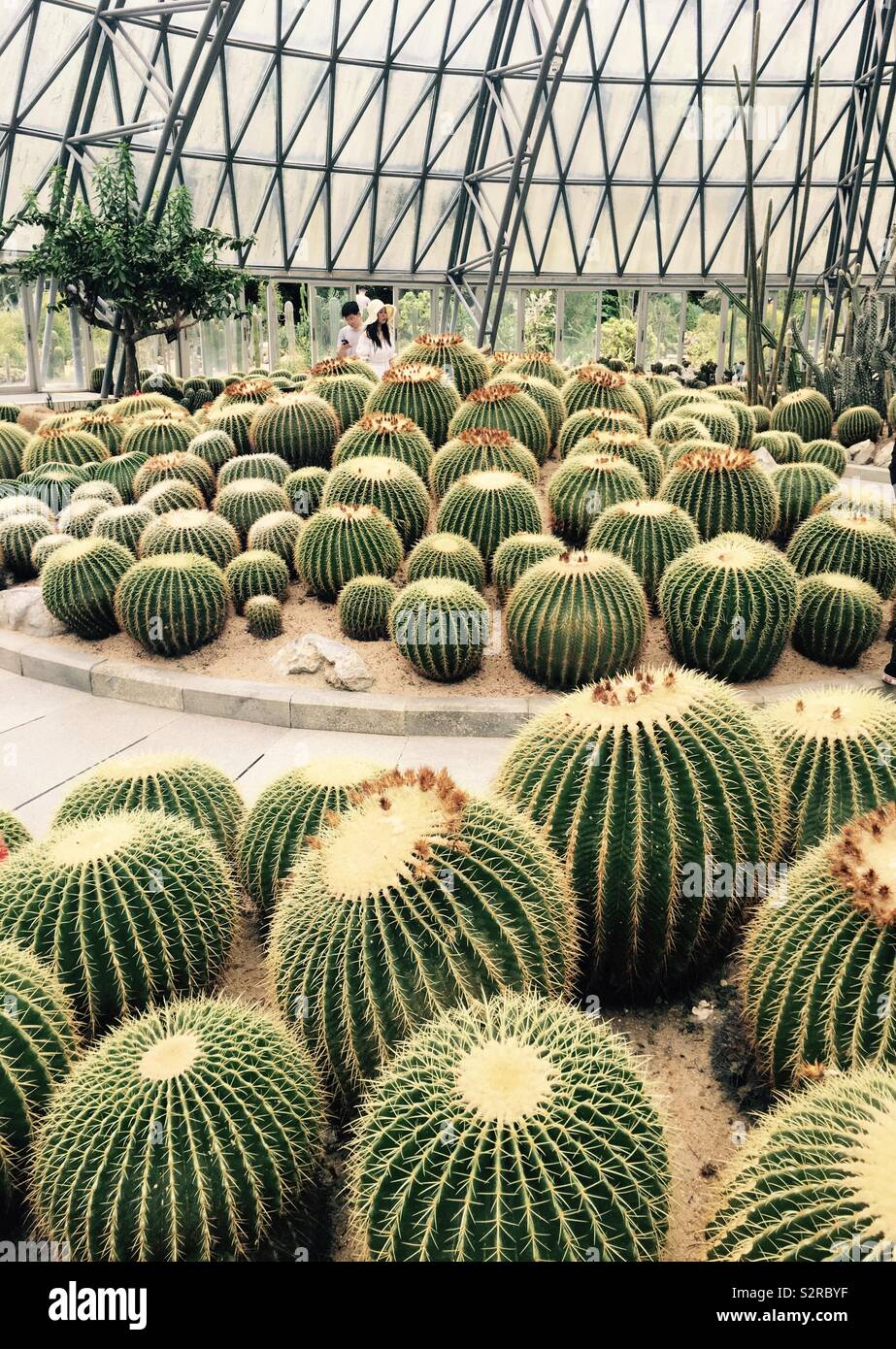 cactus-de-la-pelota-de-boliche-echinocactus-grusonii