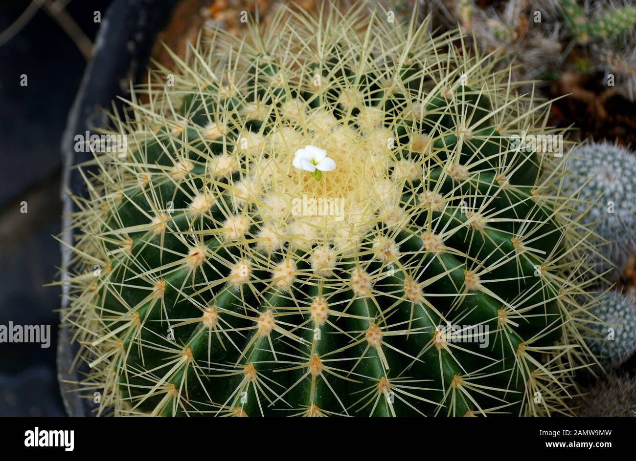 cactus-de-la-pelota-de-tenis-echinocactus-grusonii-var-albispinus