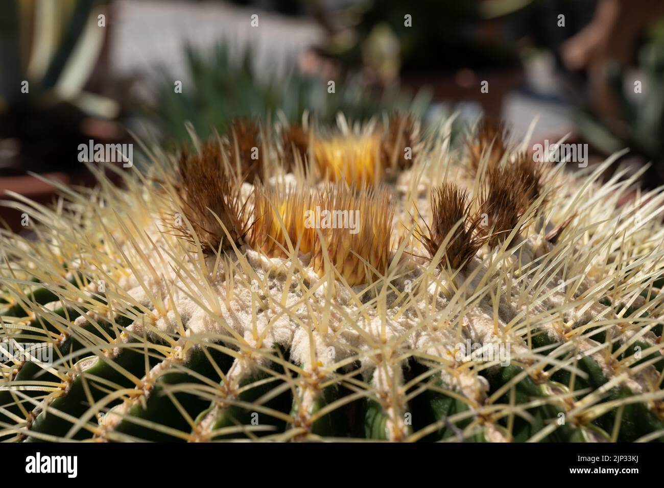 cactus-de-la-serpiente-rey-echinocactus-grusonii