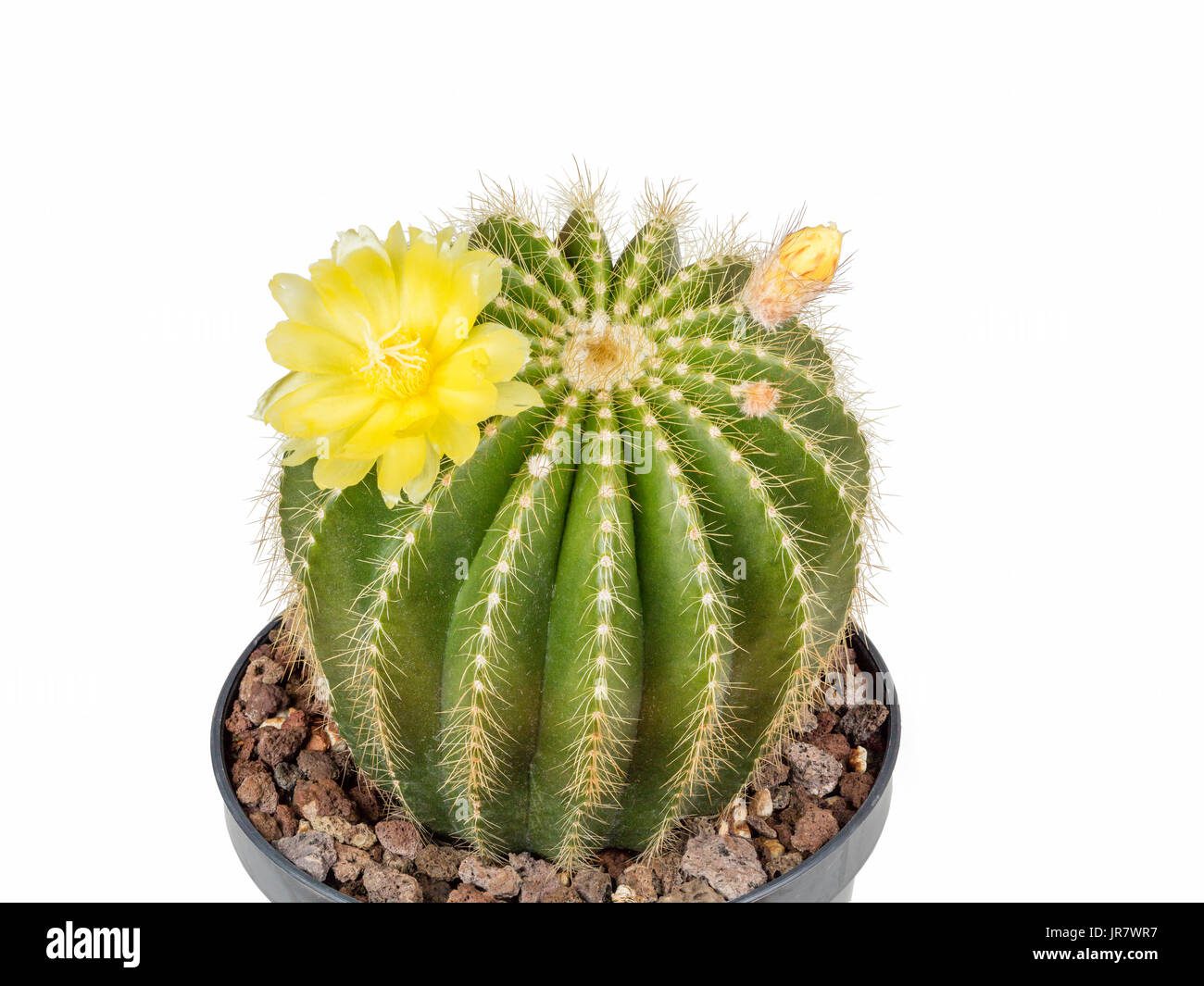 cactus-de-oropel-astrophytum-ornatum