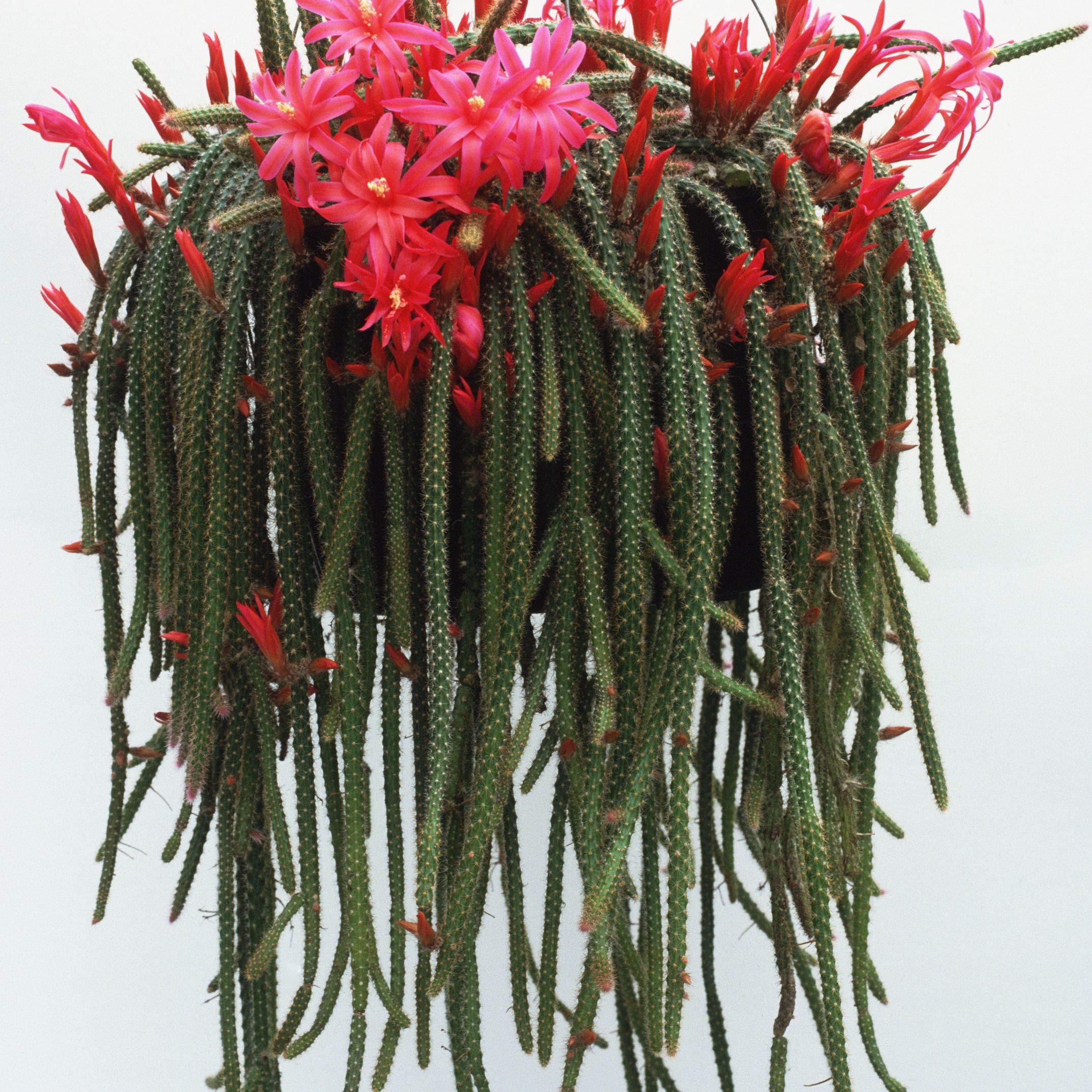 cactus-del-cactus-de-la-cola-de-rata-aporocactus-flagelliformis