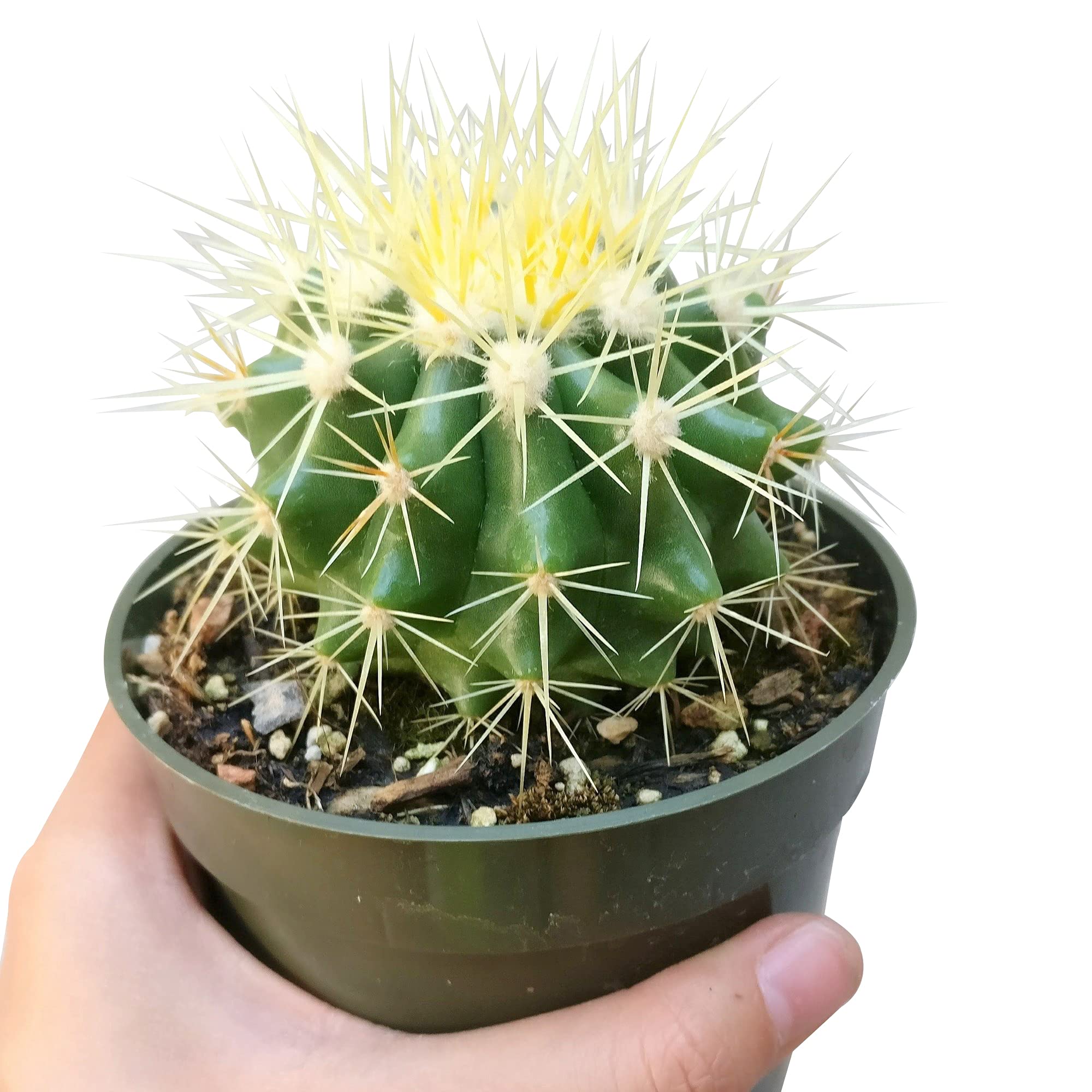 cactus-del-cactus-de-la-corona-de-espinas-echinocactus-grusonii