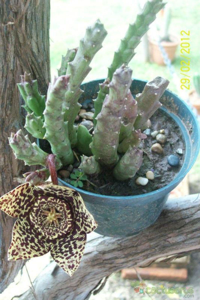 cactus-del-cactus-de-la-mariposa-orbea-variegata
