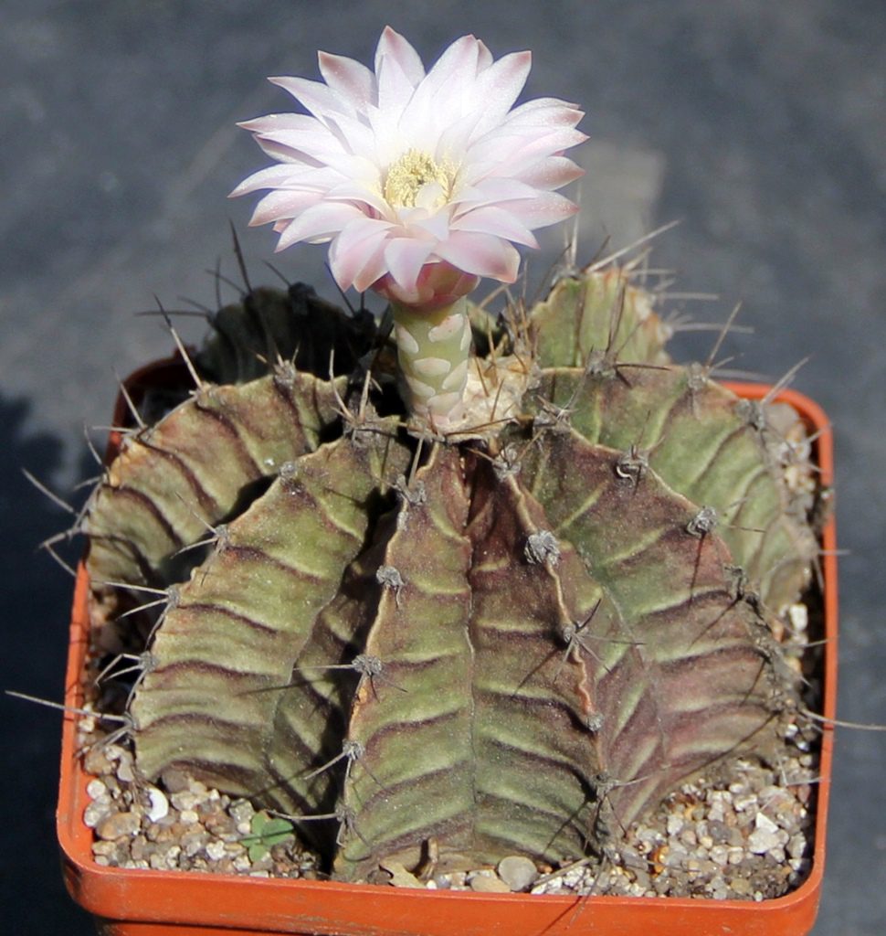 cactus-del-cactus-del-caracol-gymnocalycium-mihanovichii-var-friedrichii