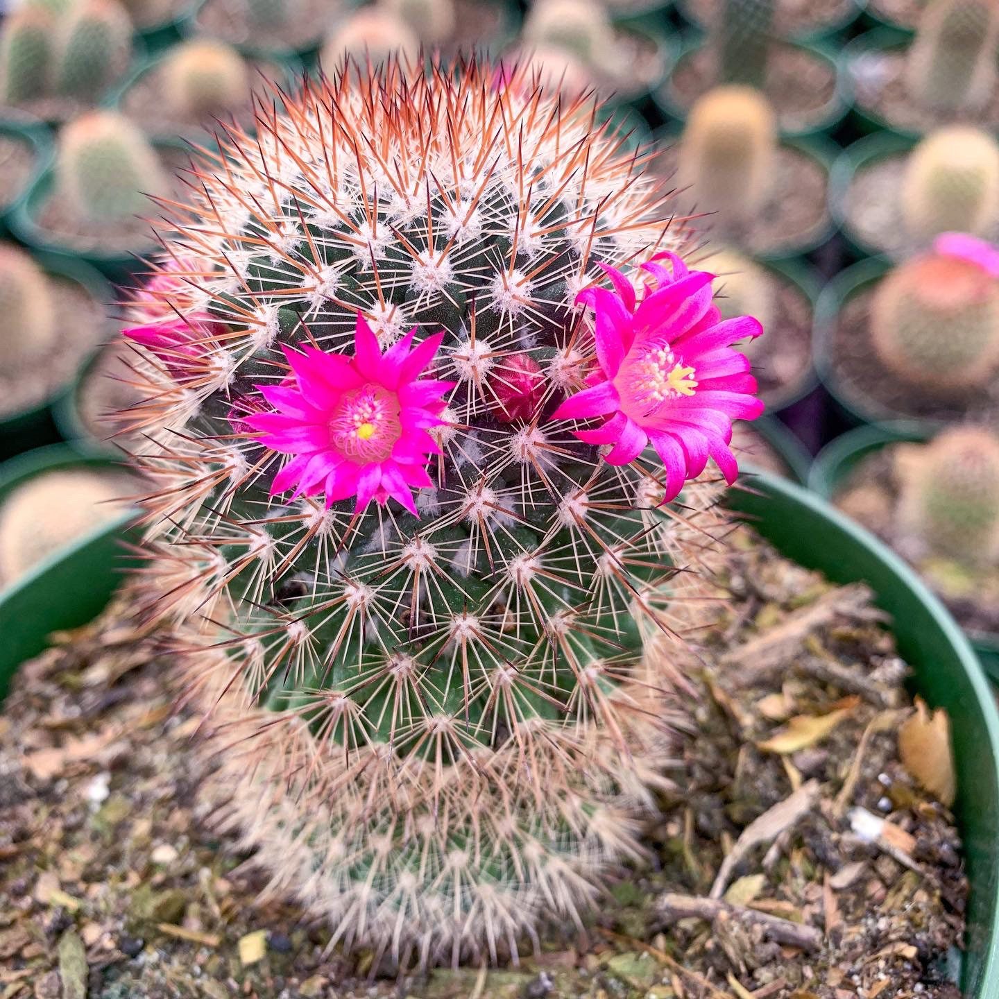 cactus-del-cactus-del-cinturon-de-seguridad-mammillaria-spinosissima