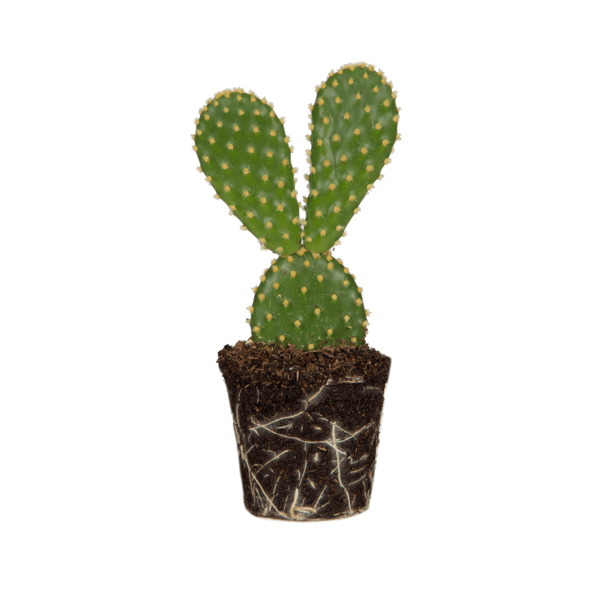 cactus-del-cactus-del-conejo-opuntia-microdasys