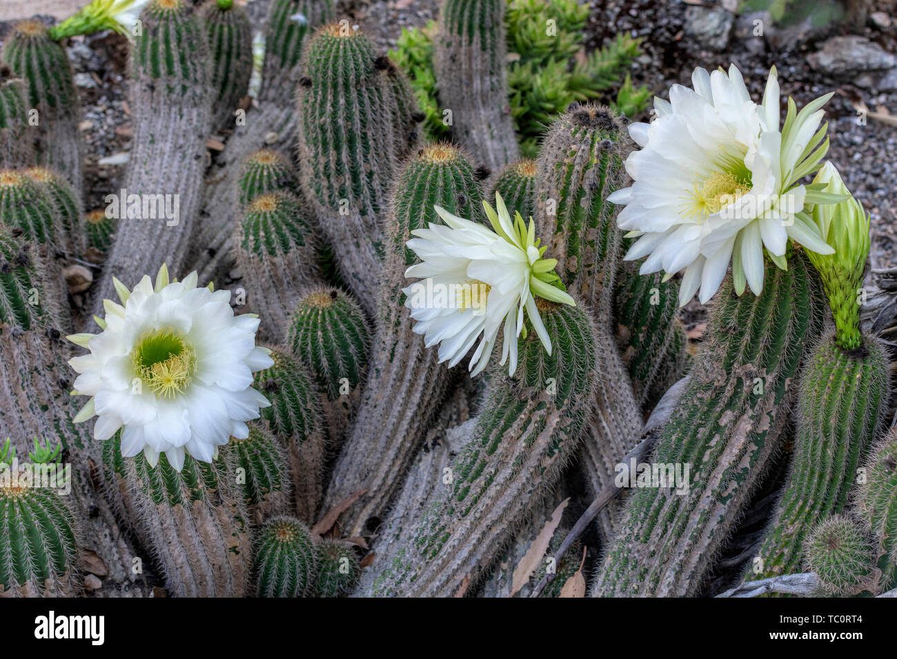 cactus-del-cactus-del-erizo-echinopsis-subdenudata