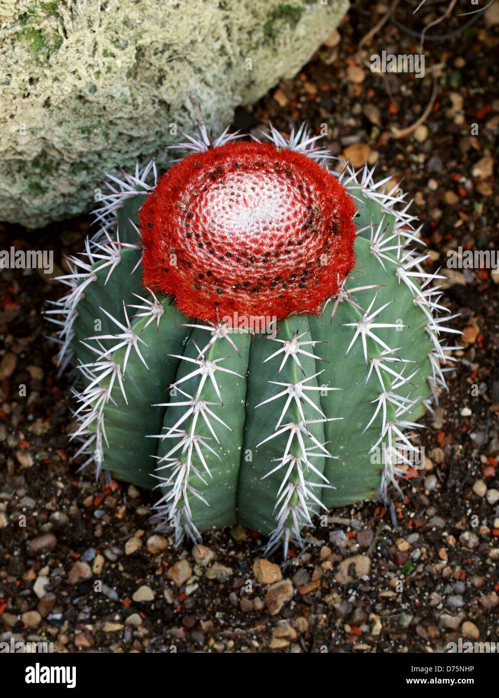 cactus-del-cactus-del-melon-melocactus-matanzanus