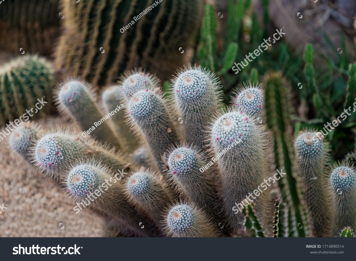 cactus-del-cactus-del-oso-de-peluche-mammillaria-bocasana