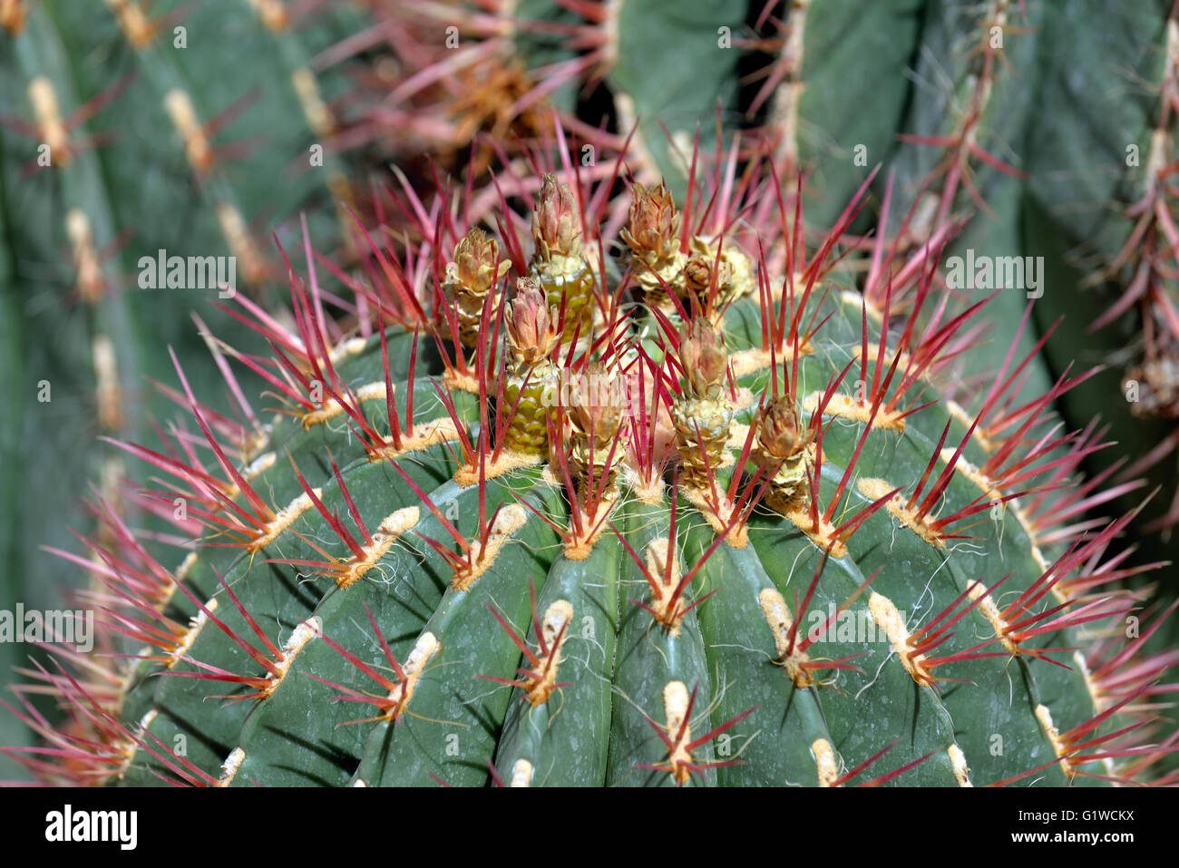 cactus-del-cactus-del-rey-de-la-corona-ferocactus-pilosus