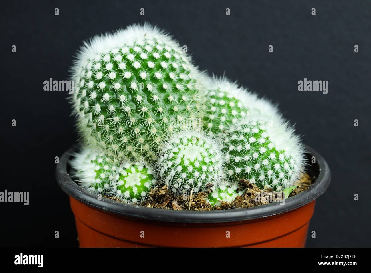 cactus-enano-mammillaria