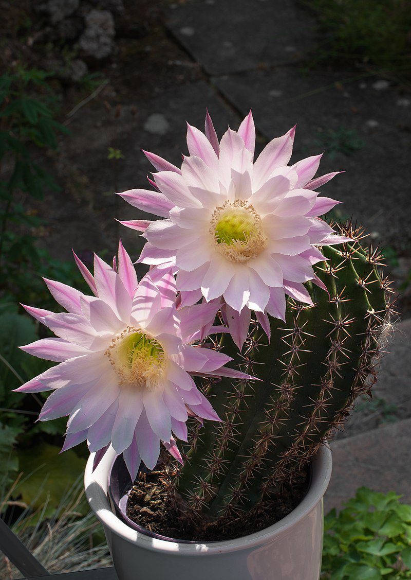 cactus-rosa-echinopsis