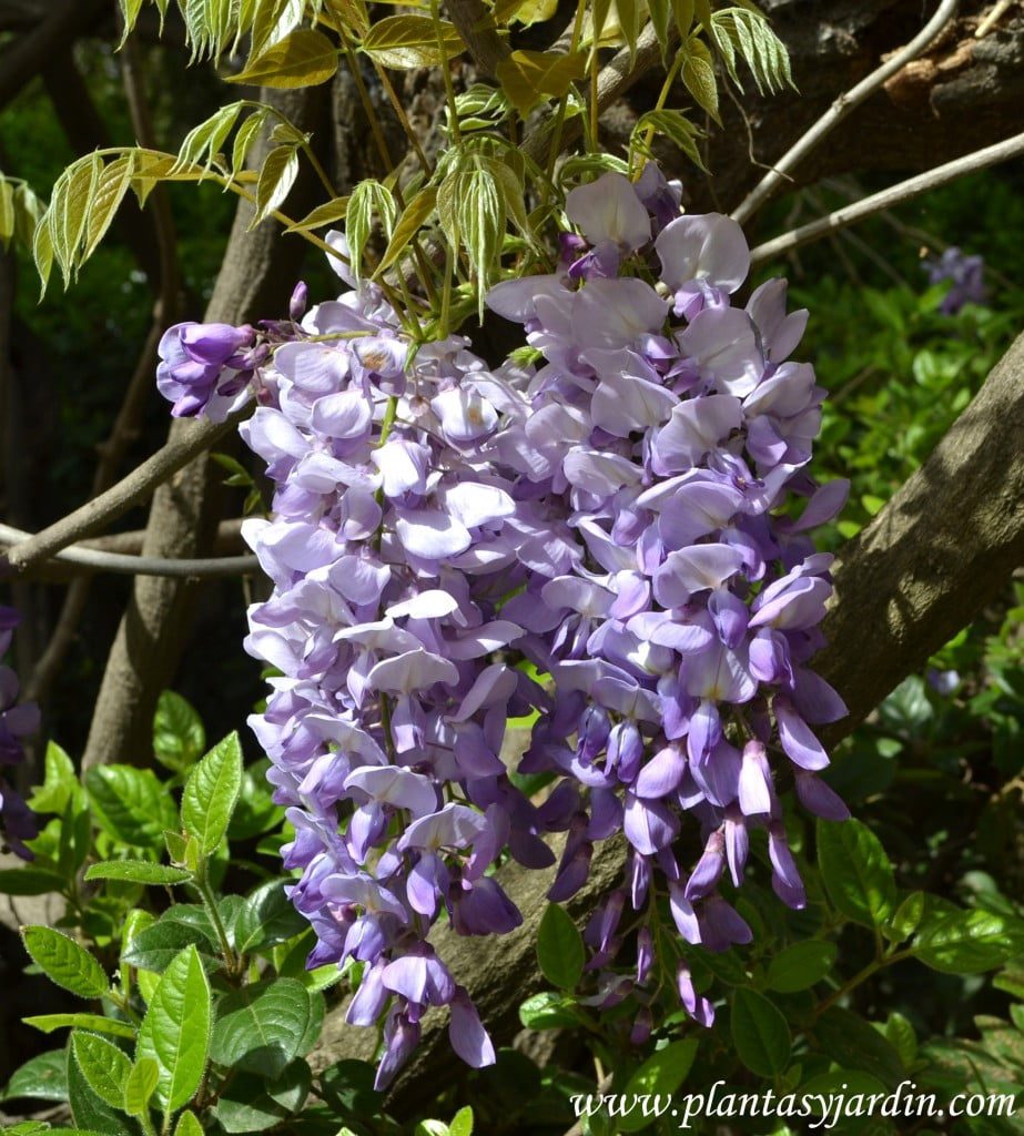 glicina-wisteria-sinensis
