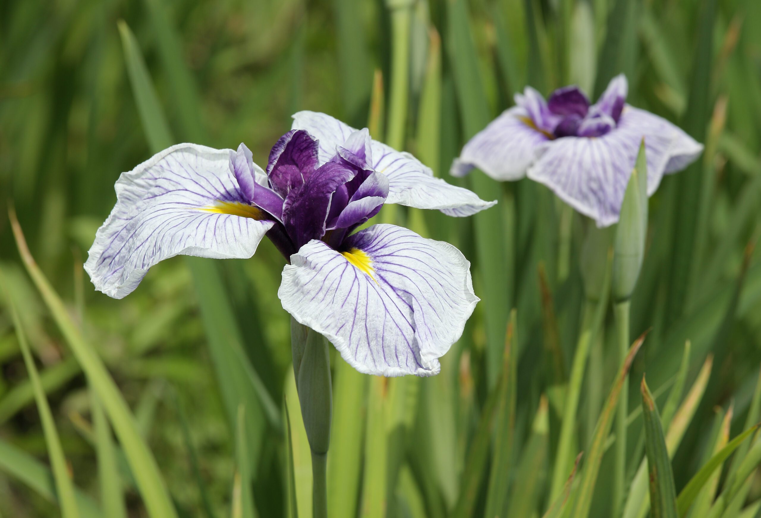 iris-japones-iris-ensata