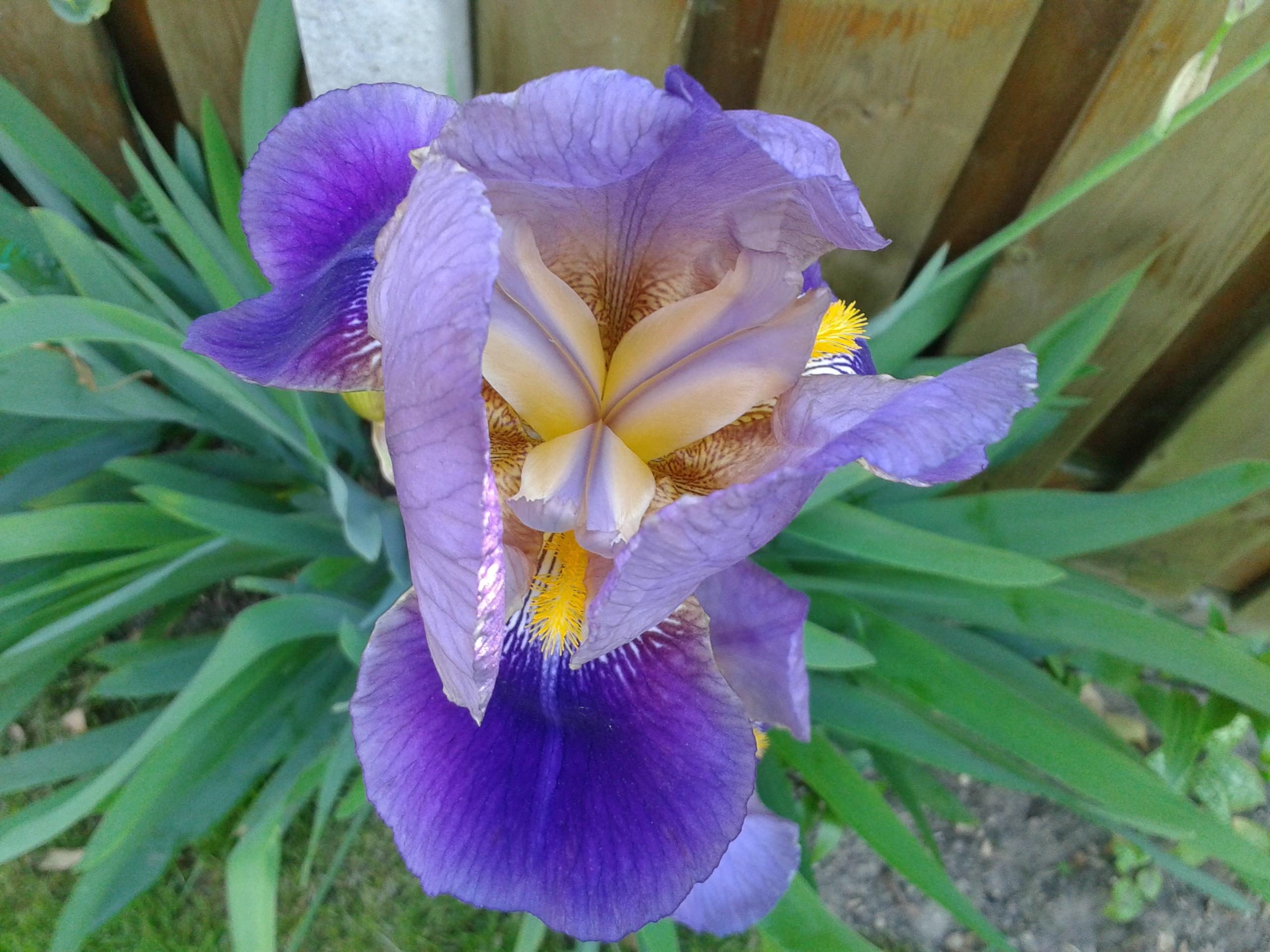 lirio-de-la-flor-de-lis-iris