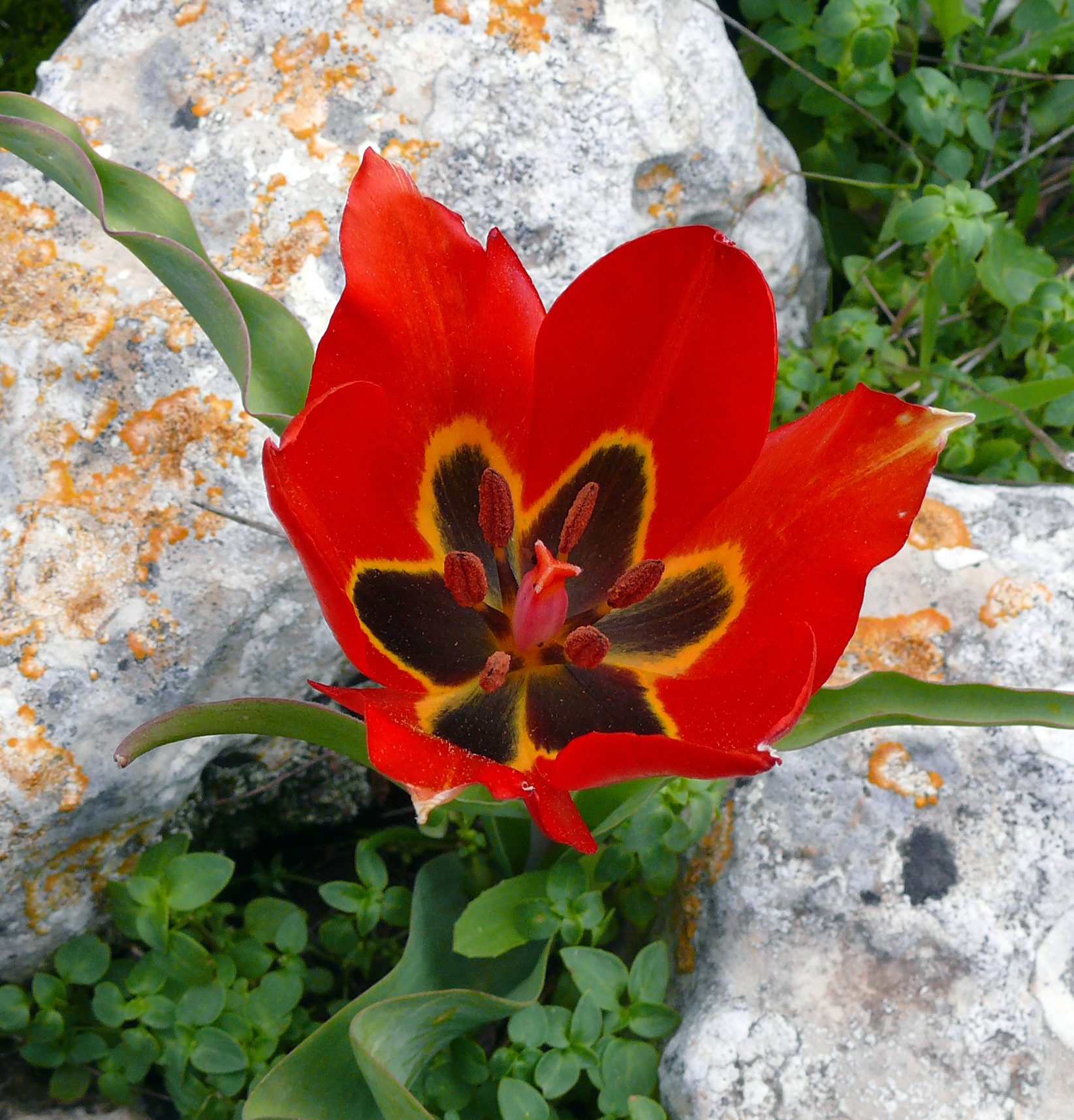 lirio-del-tulipan-tulipa