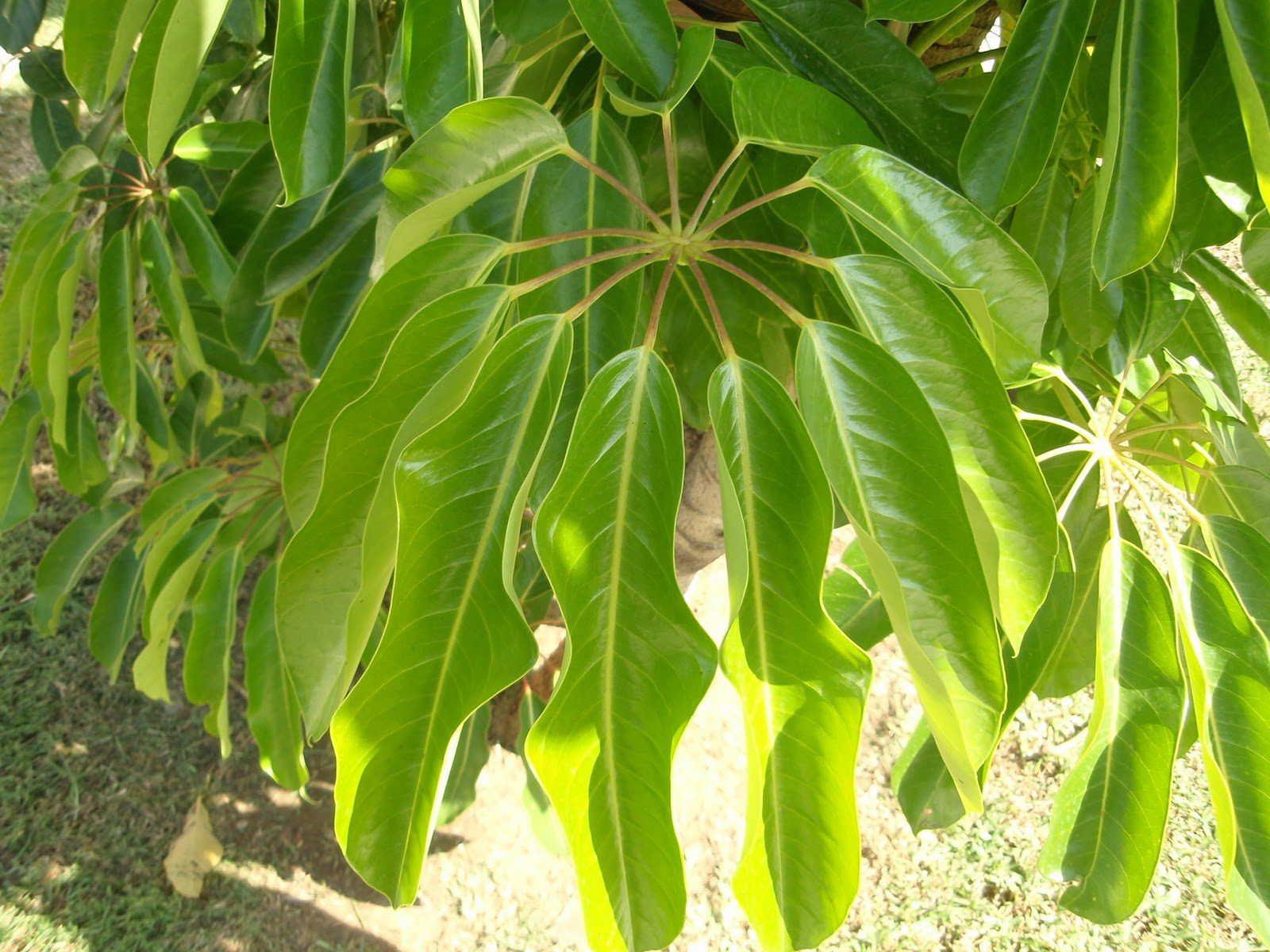 planta-de-hoja-de-paraguas-schefflera-actinophylla