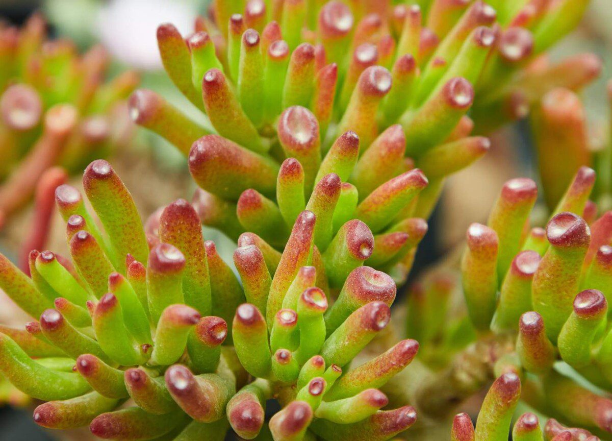 planta-de-jade-de-coral-crassula-ovata-gollum