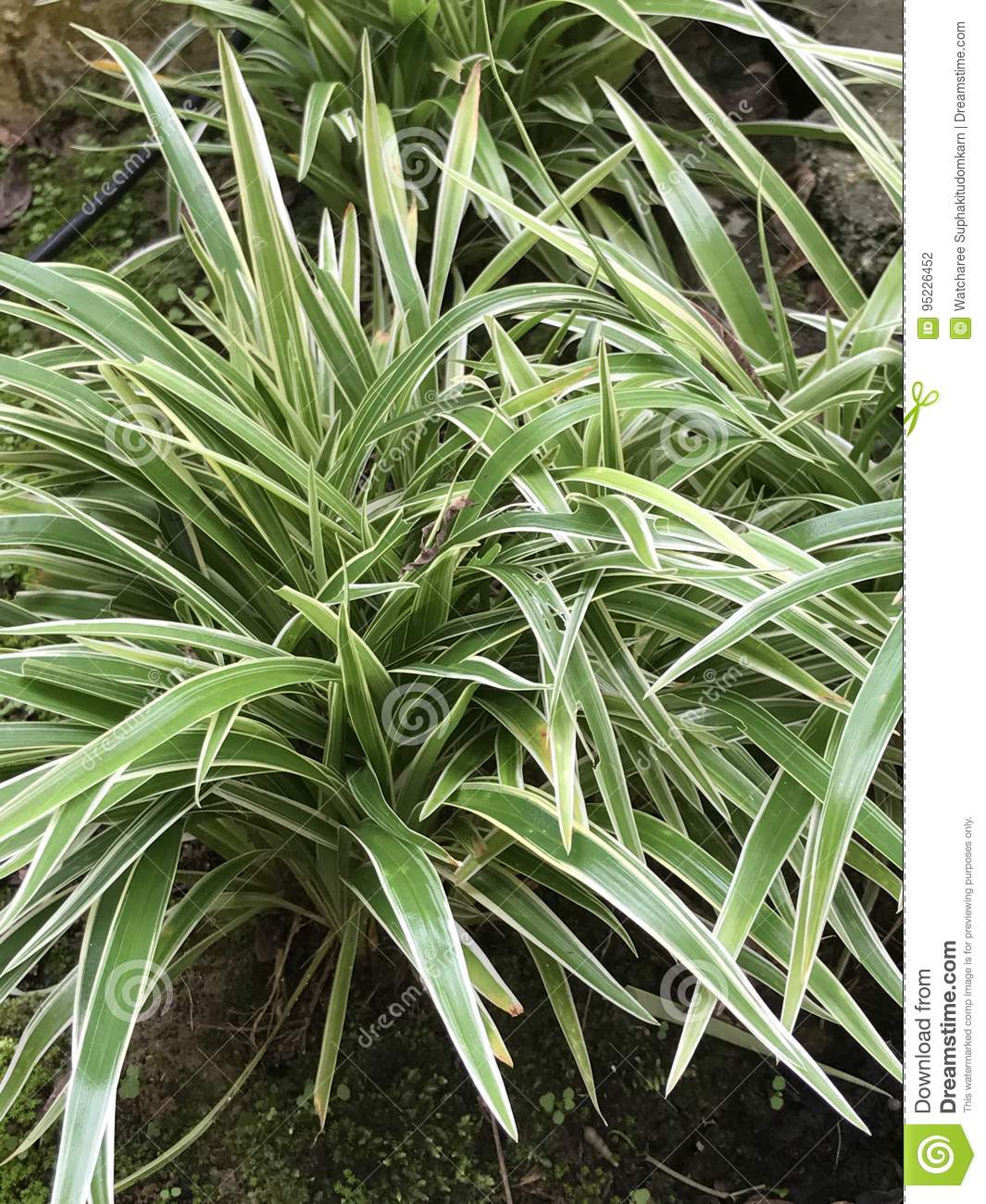 planta-de-la-arana-chlorophytum-comosum