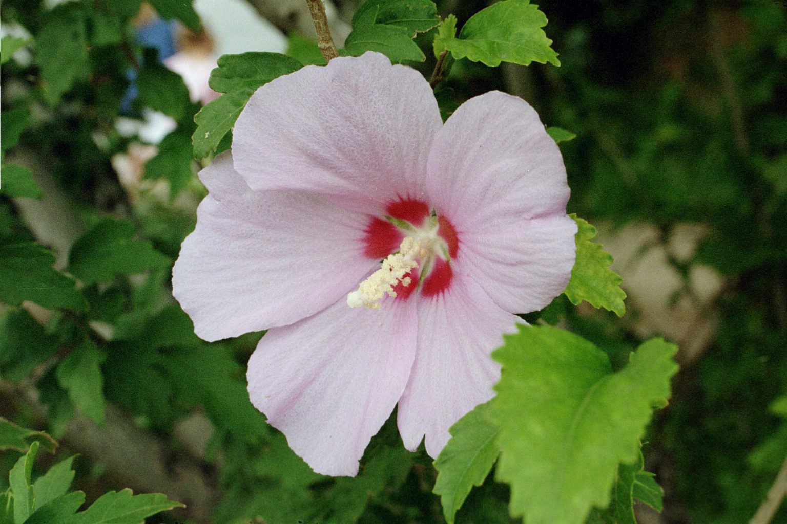 planta-de-la-rosa-de-sharon-hibiscus-syriacus