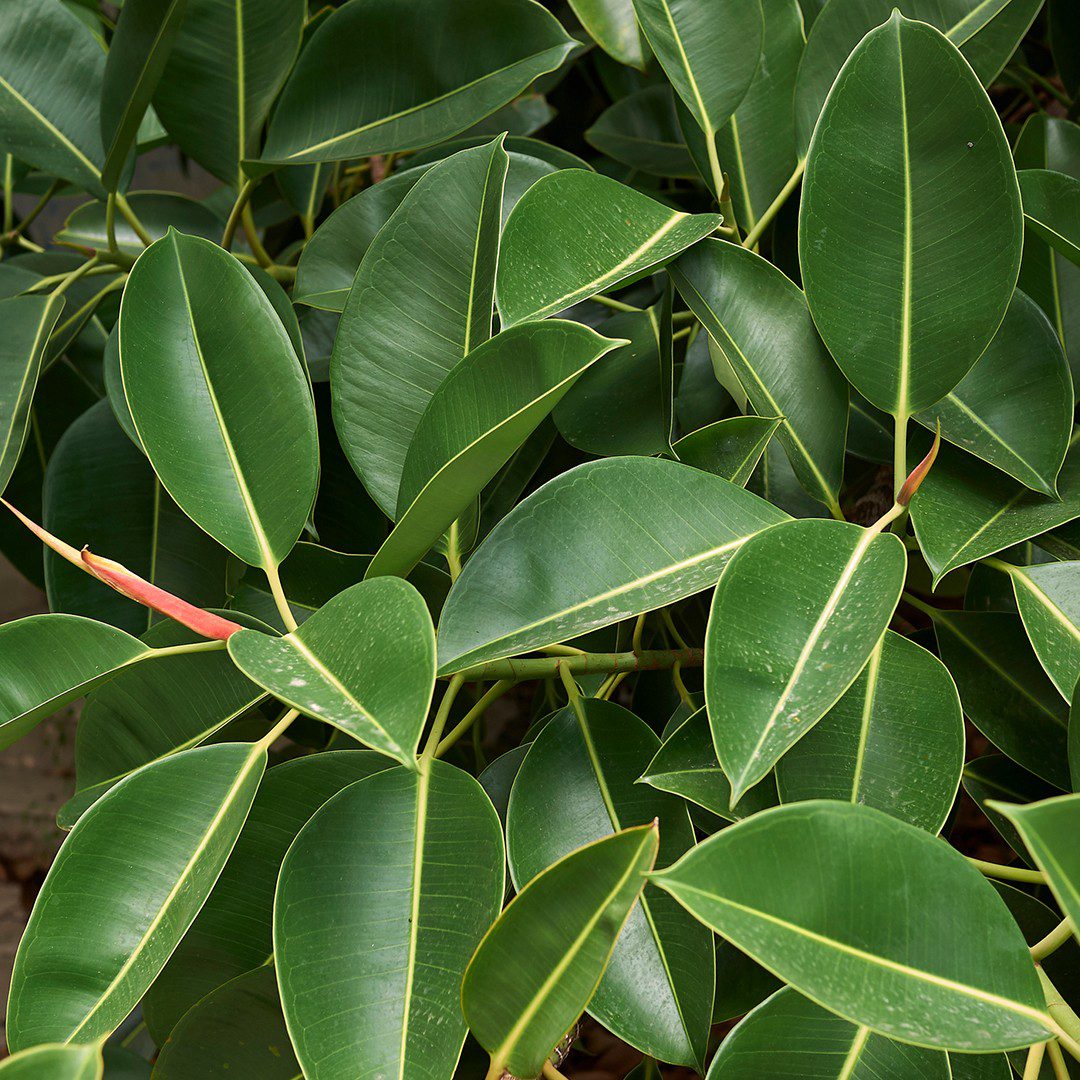 planta-del-arbol-de-caucho-ficus-elastica