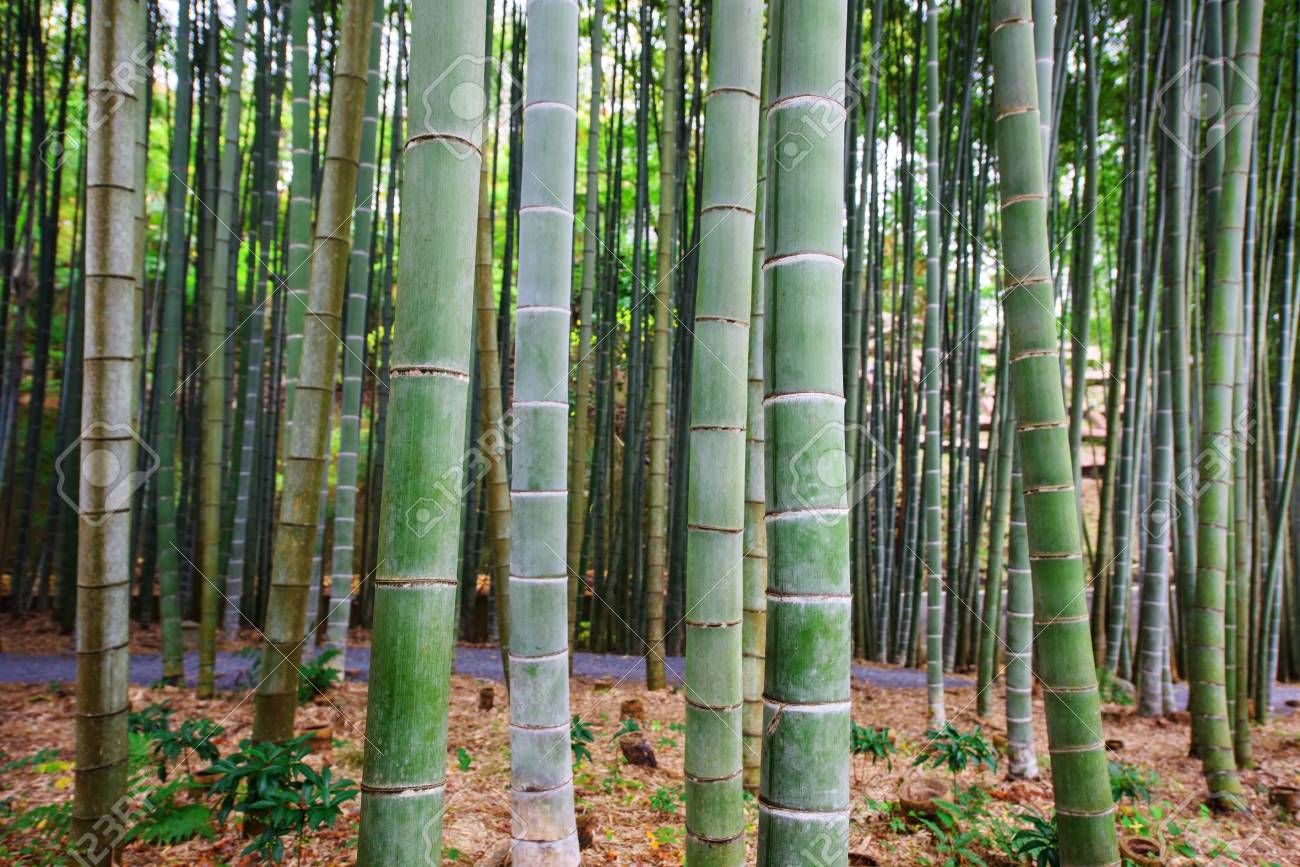 planta-del-bambu-de-la-gracia-bambusa-graminea