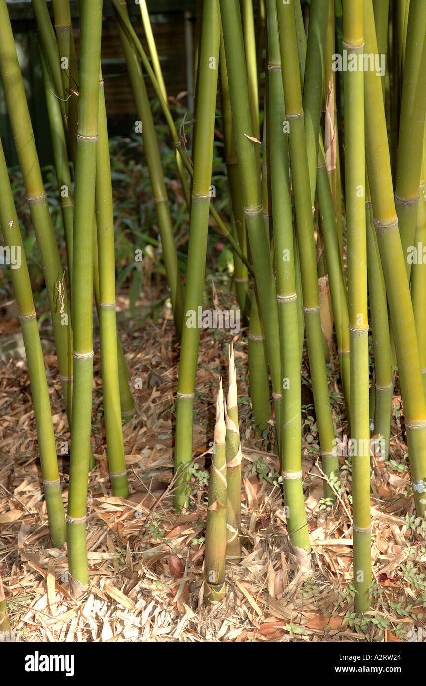 planta-del-bambu-de-la-hoja-de-bambu-bambusa-textilis