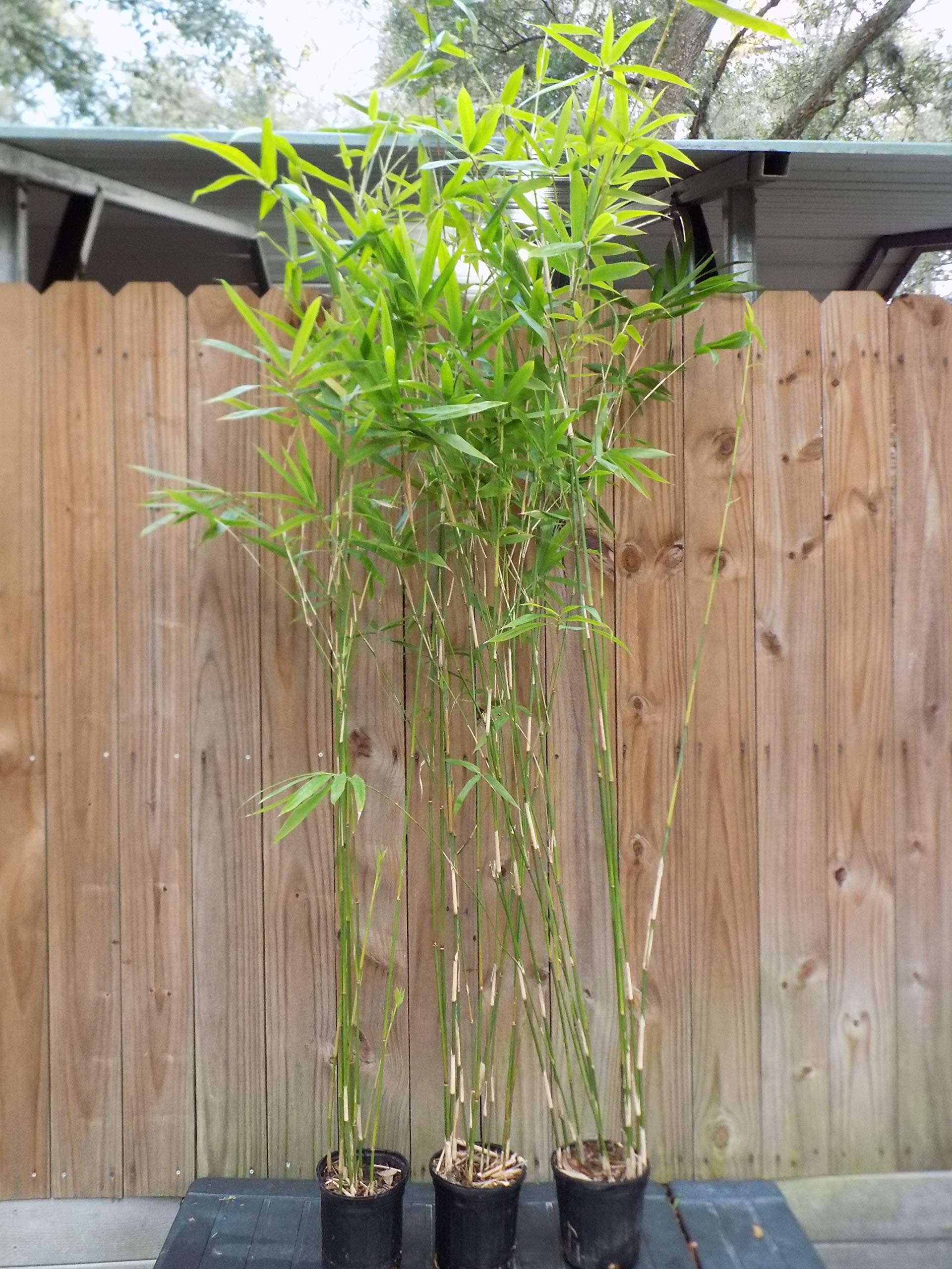 planta-del-bambu-de-la-hoja-de-sauce-bambusa-malingensis