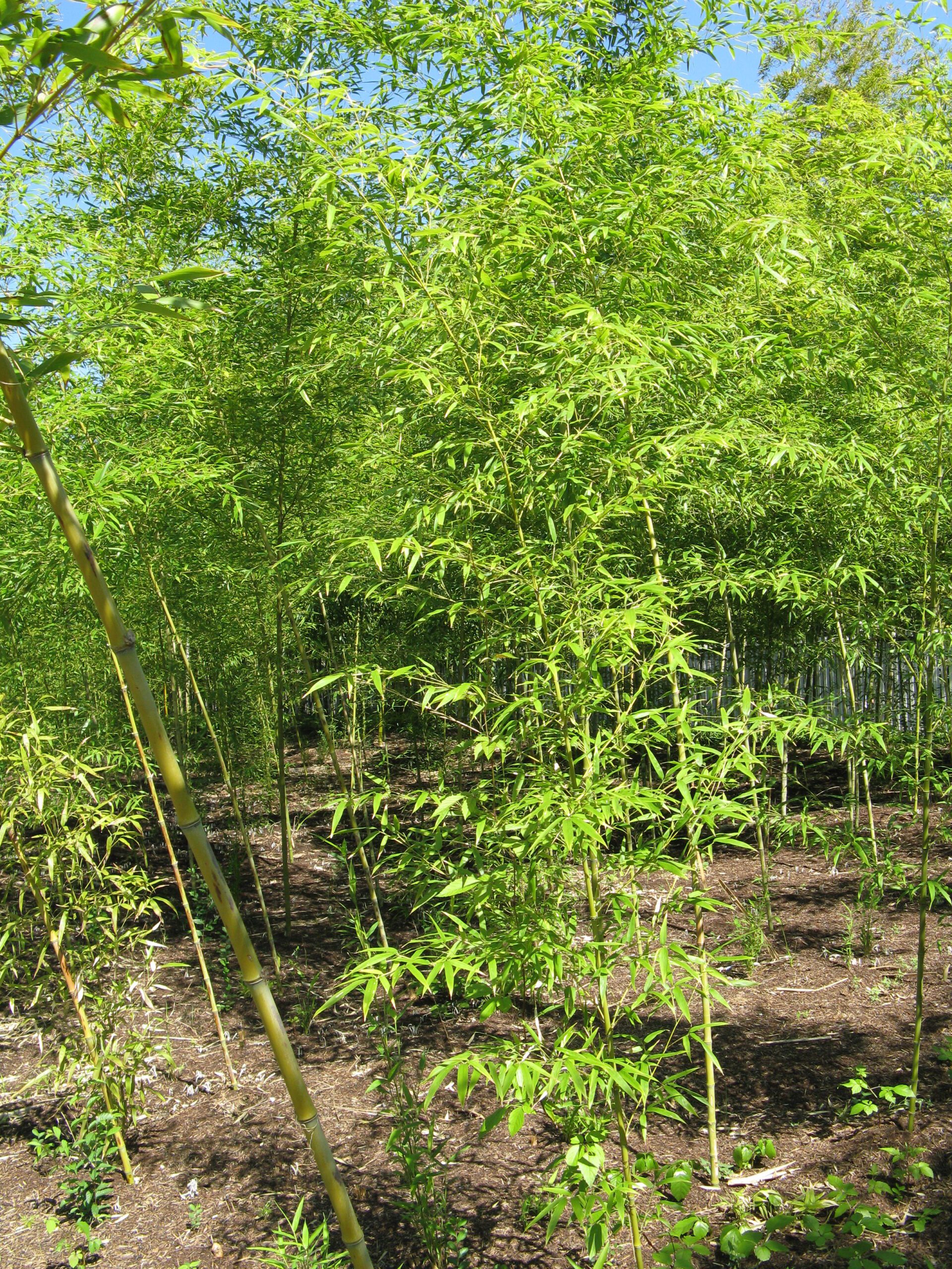 planta-del-bambu-de-la-seda-phyllostachys-bambusoides