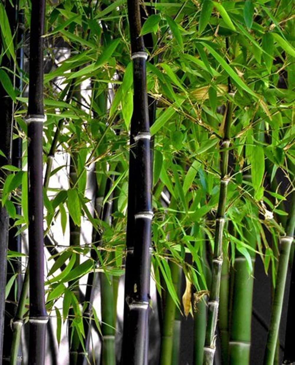 planta-del-bambu-de-la-sombra-negra-phyllostachys-nigra