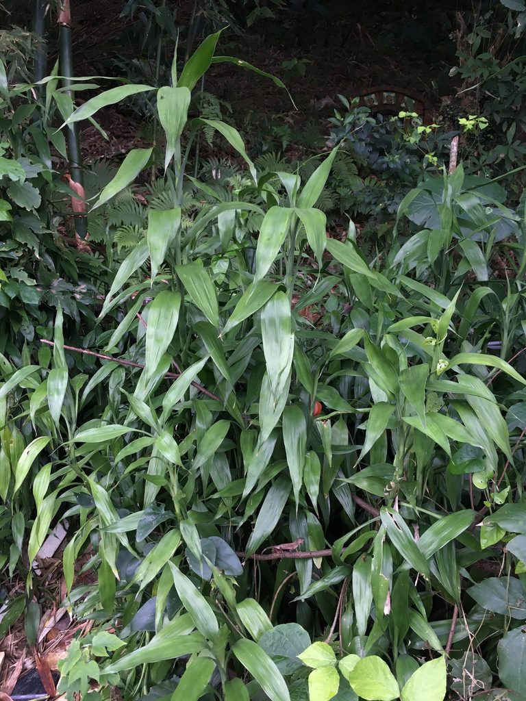 planta-del-bambu-de-la-suerte-dracaena-sanderiana