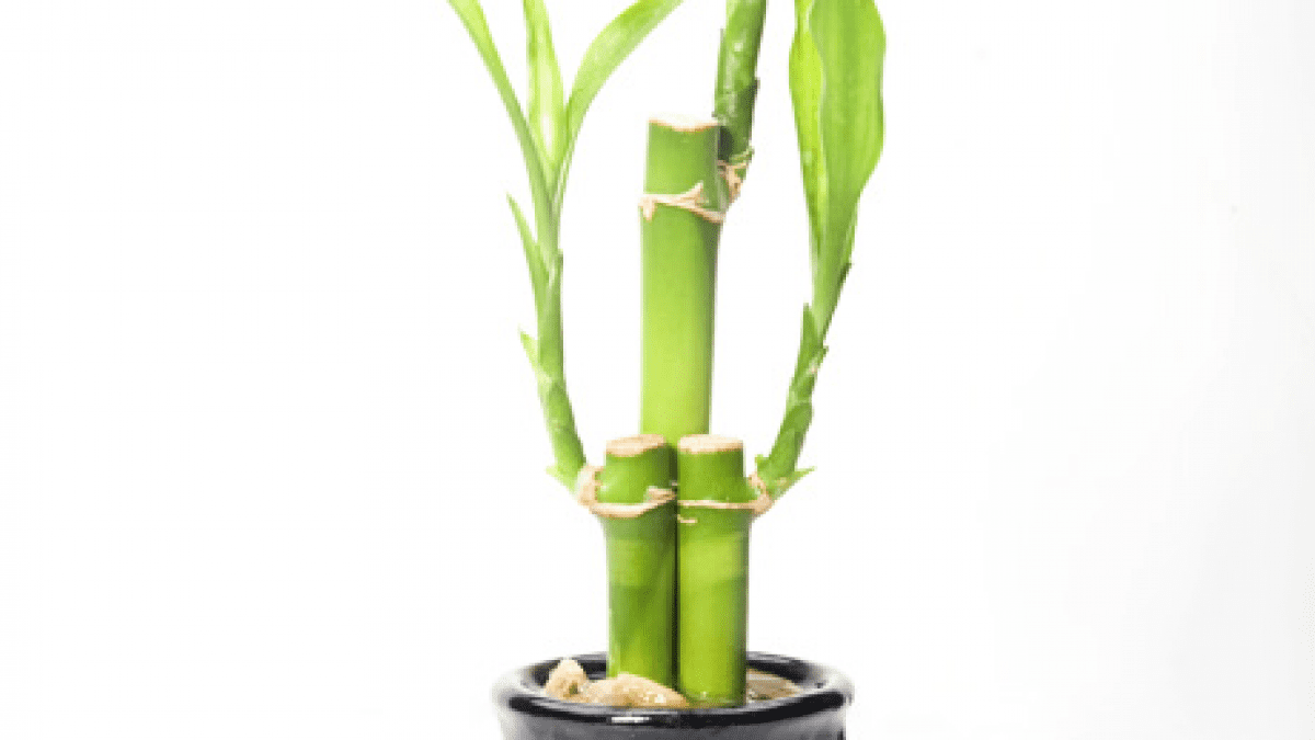 planta-del-bambu-del-agua-dracaena-sanderiana