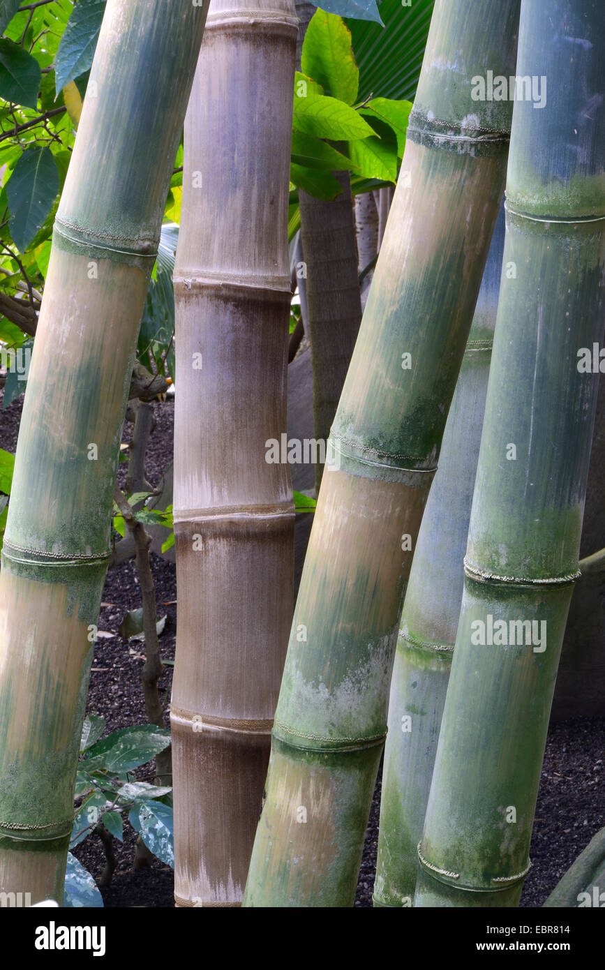 planta-del-bambu-gigante-dendrocalamus-giganteus
