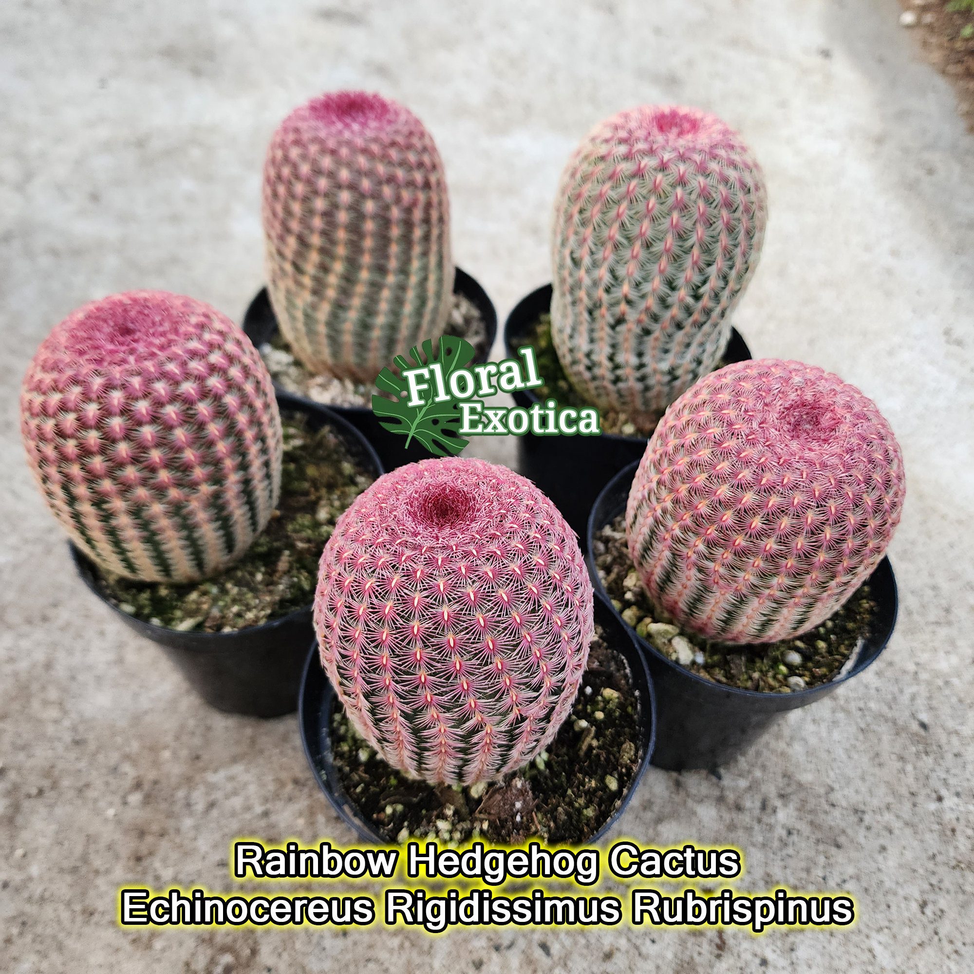 planta-del-cactus-de-la-corona-de-la-serpiente-echinocereus-rigidissimus