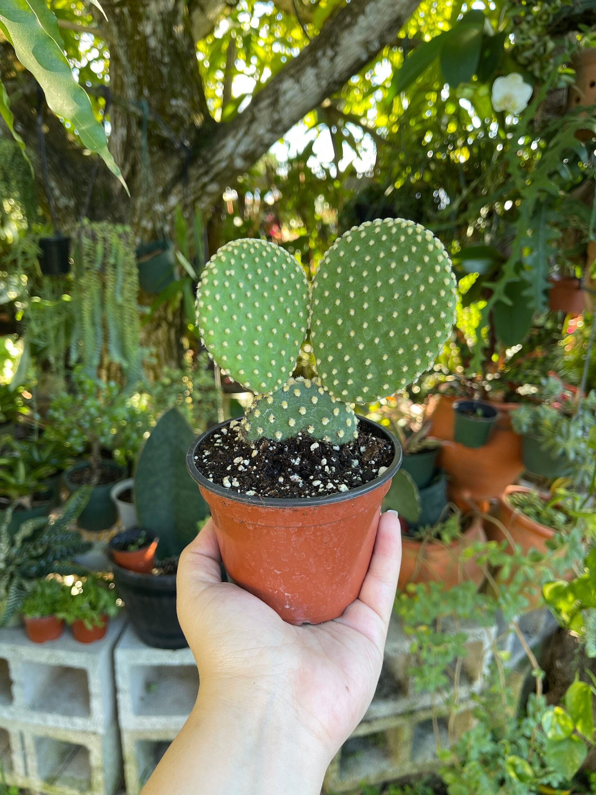planta-del-cactus-de-la-pala-opuntia-microdasys
