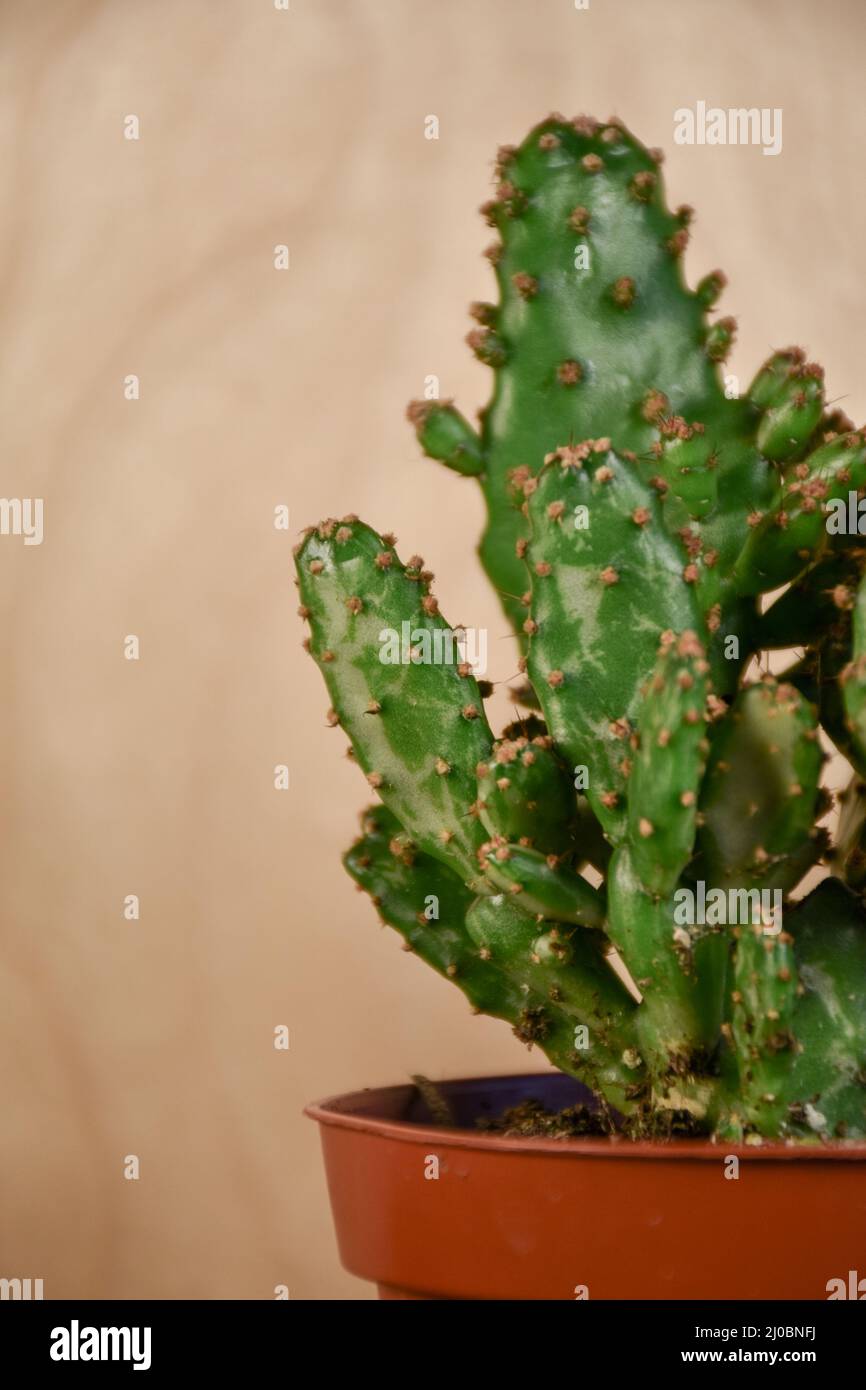 planta-del-cactus-del-abanico-opuntia-monacantha-f-variegata