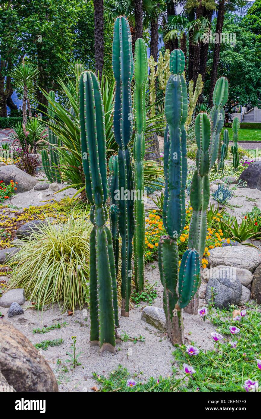 planta-del-cactus-del-cactus-de-la-manzana-cereus-peruvianus