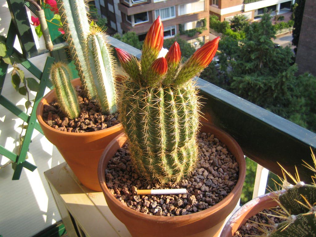 planta-del-cactus-del-cactus-de-la-trompeta-de-oro-echinopsis-spachiana