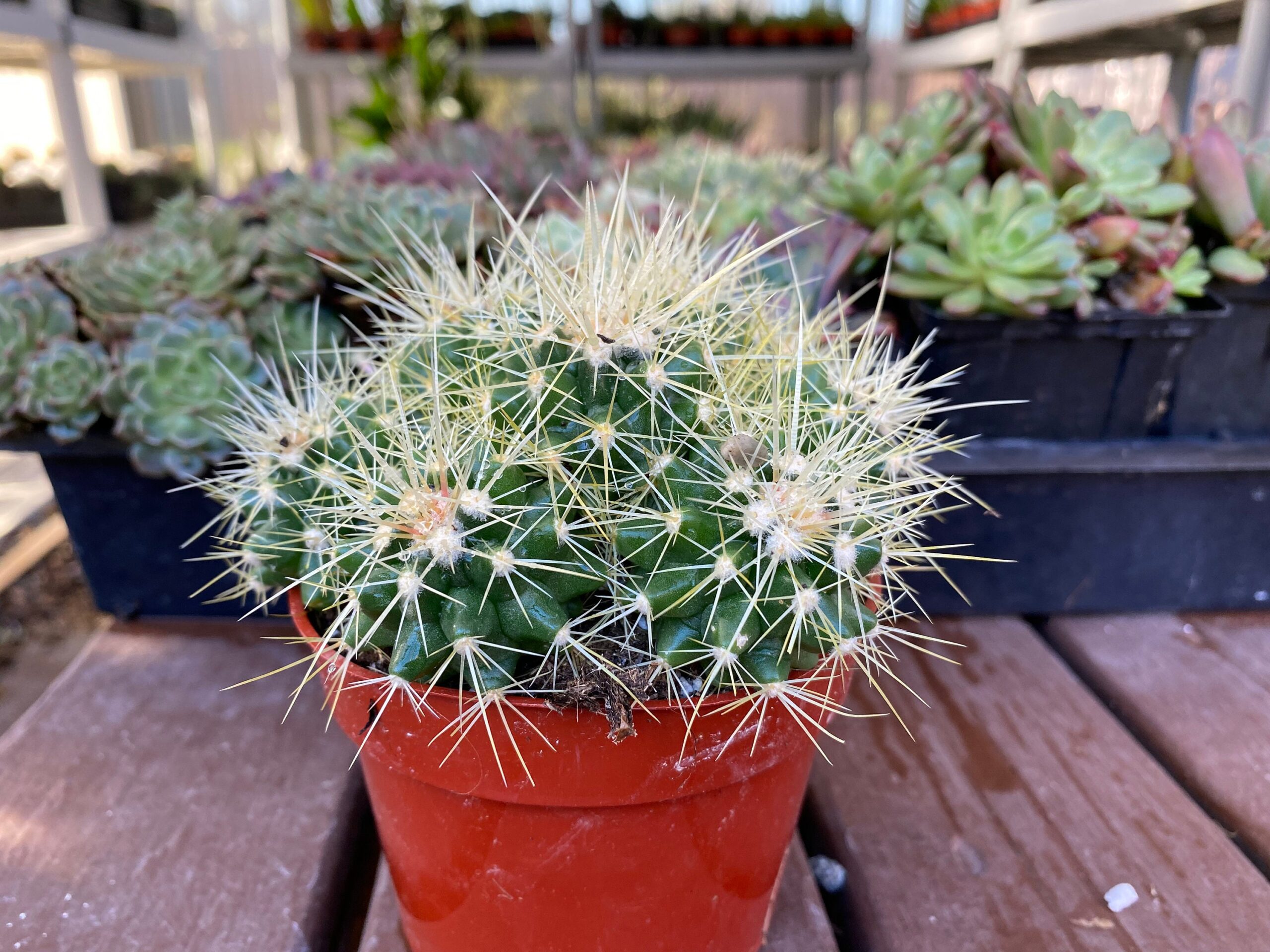 planta-del-cactus-del-cactus-del-sombrero-de-la-dama-echinocactus-grusonii