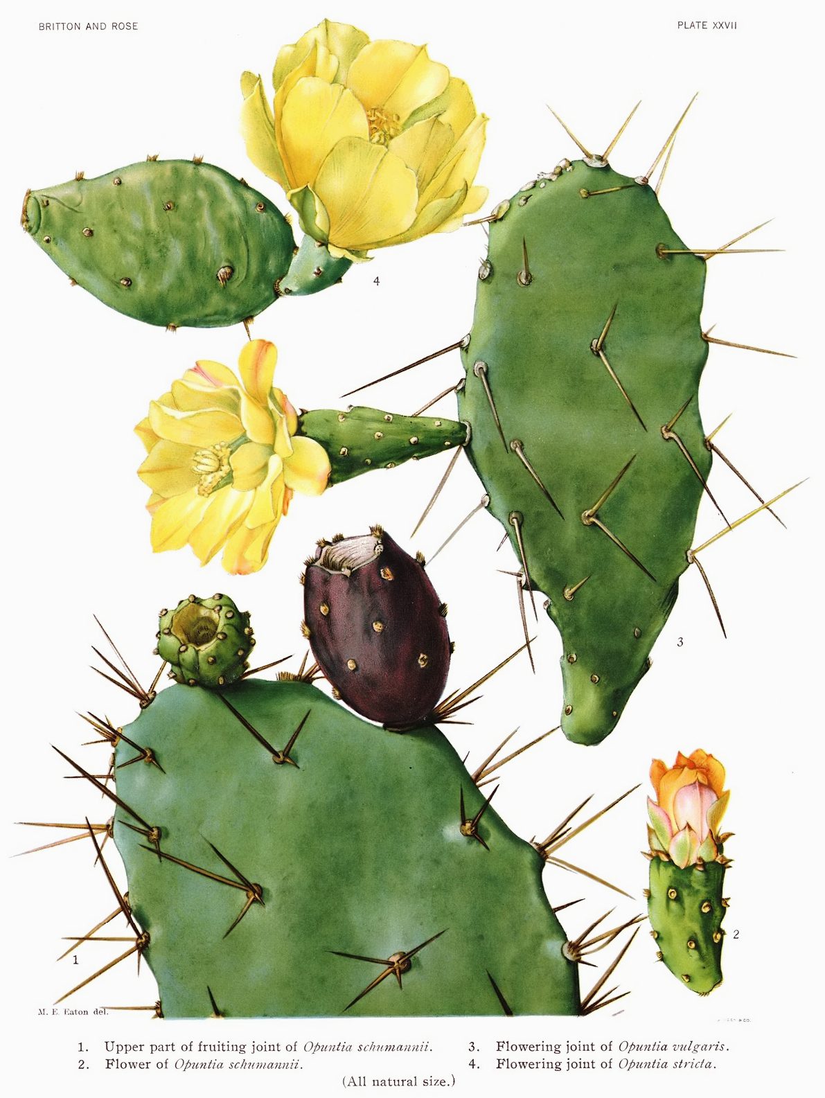 planta-del-cactus-del-higo-de-la-india-opuntia-ficus-indica