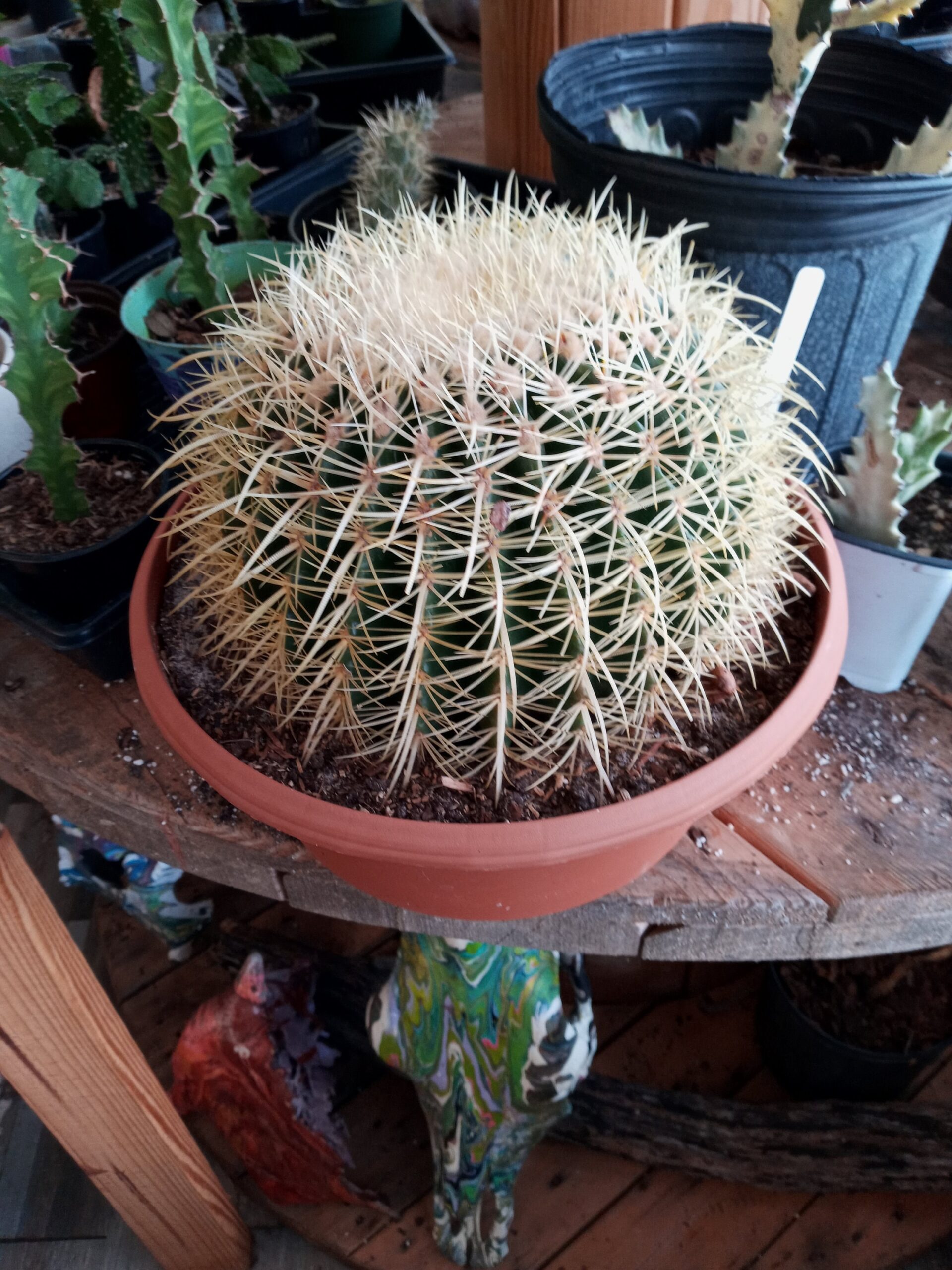 planta-del-cactus-del-sombrero-mexicano-echinocactus-grusonii